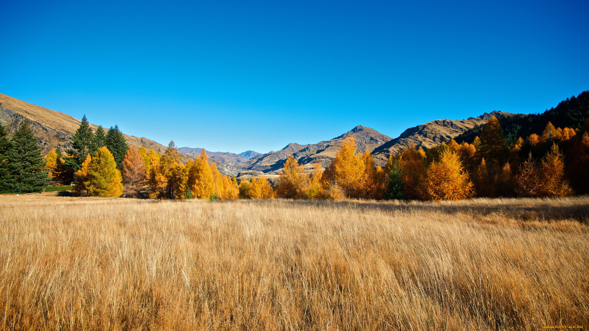 природа, поля, деревья, горы, new, zealand
