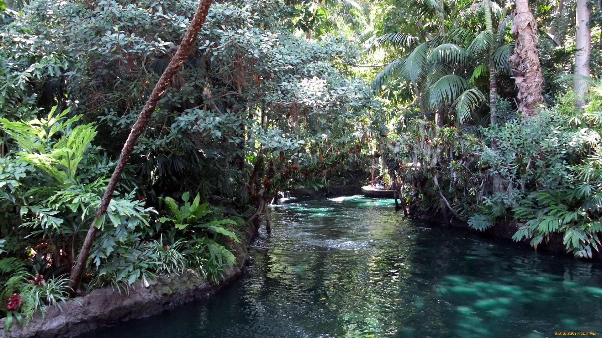 природа, реки, озера, тропики, деревья, река, ручей, лес