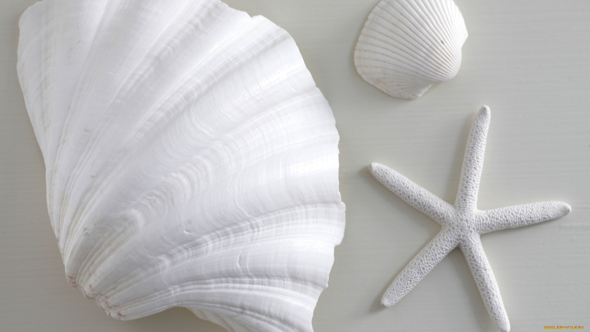 разное, ракушки, кораллы, декоративные, spa, камни, белый, морская, звезда