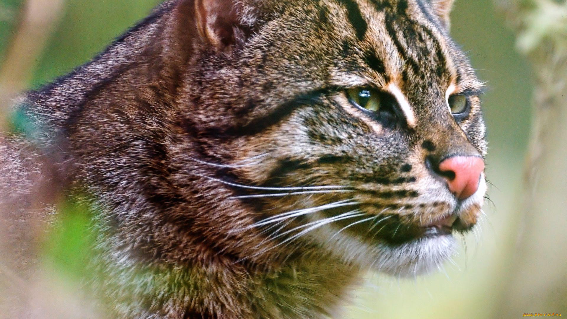 животные, дикие, кошки, fishing, cat, кошка-рыболов