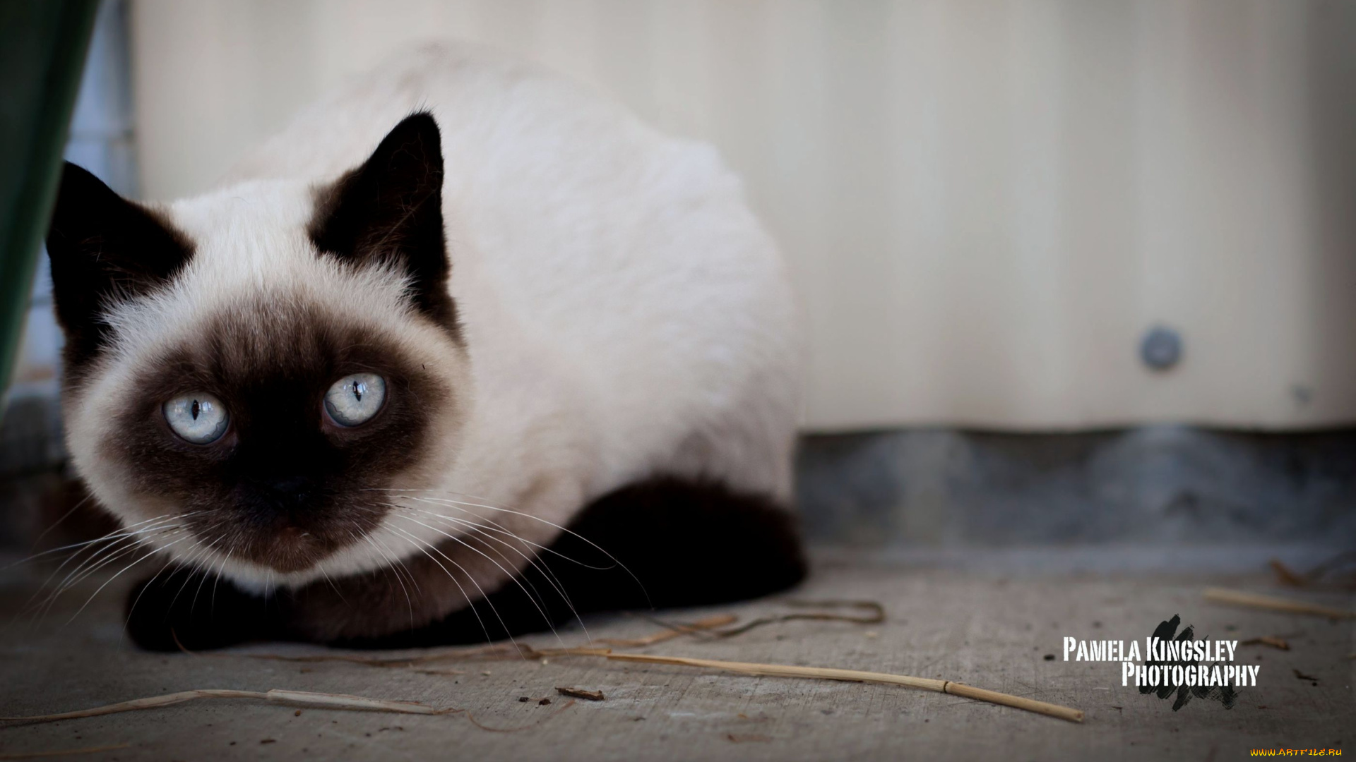 животные, коты, глаза, сиамский, кот