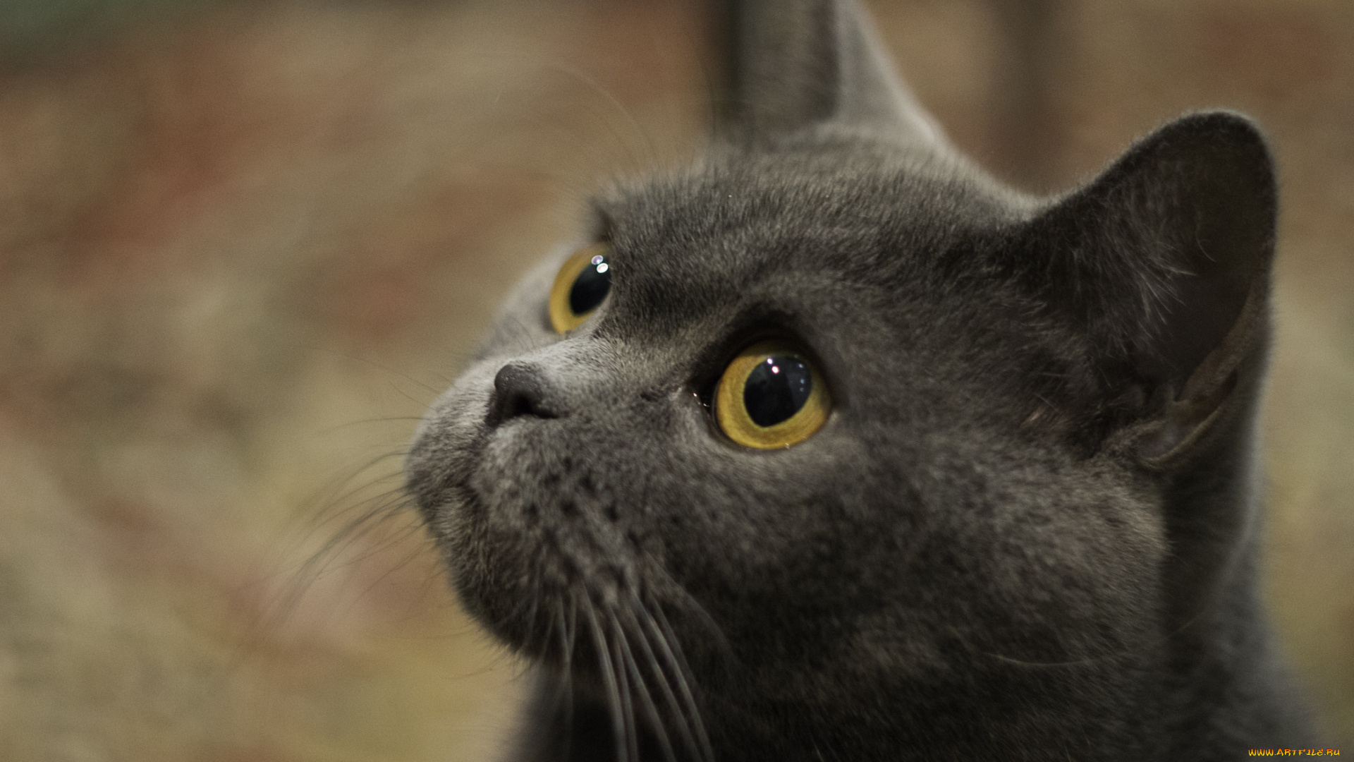 животные, коты, голова