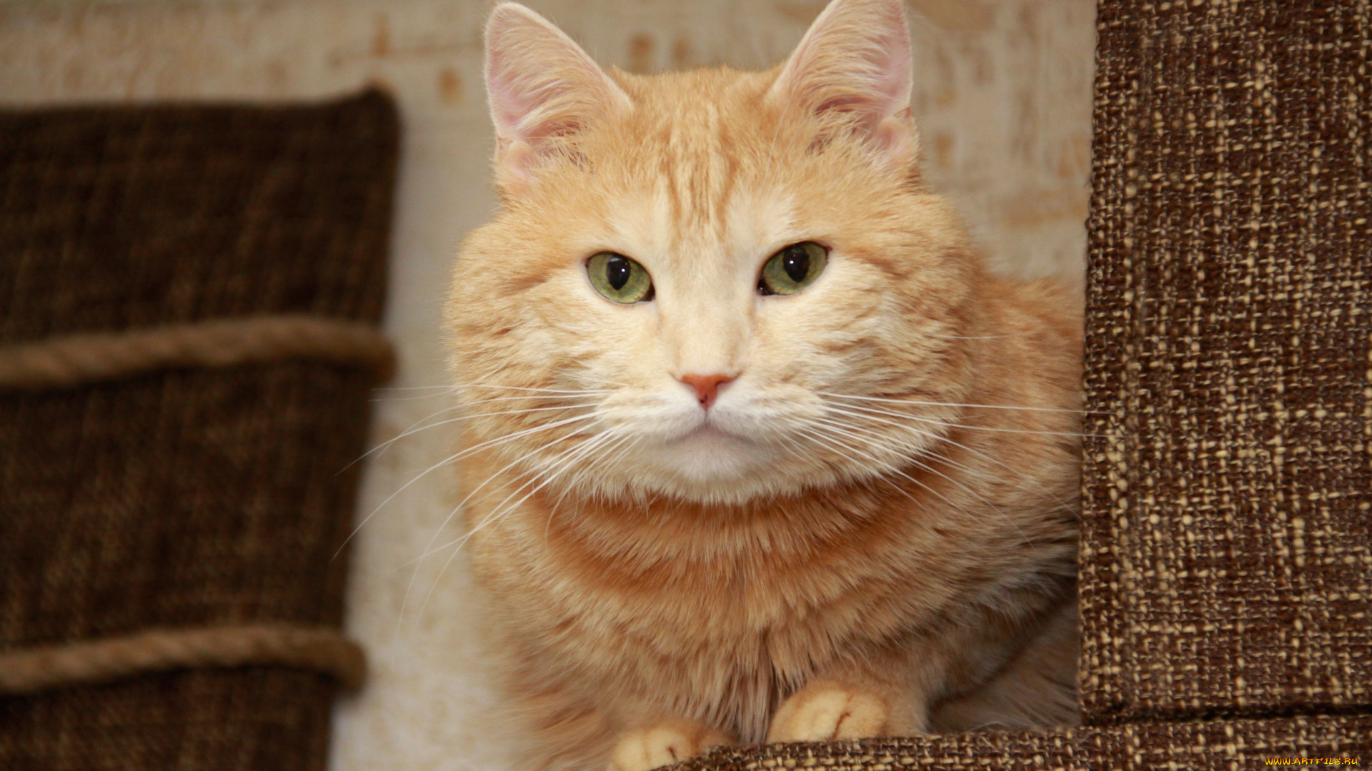 животные, коты, рыжий, кот