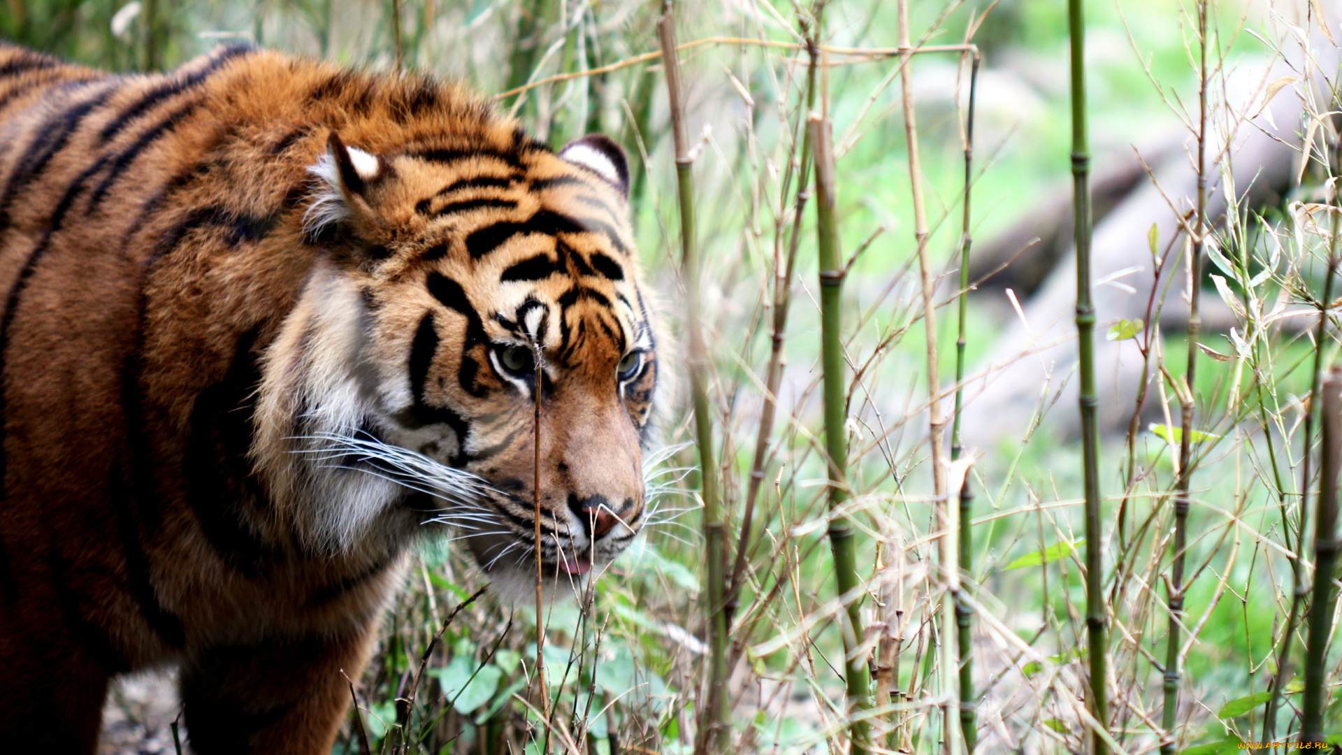 животные, тигры, хищник