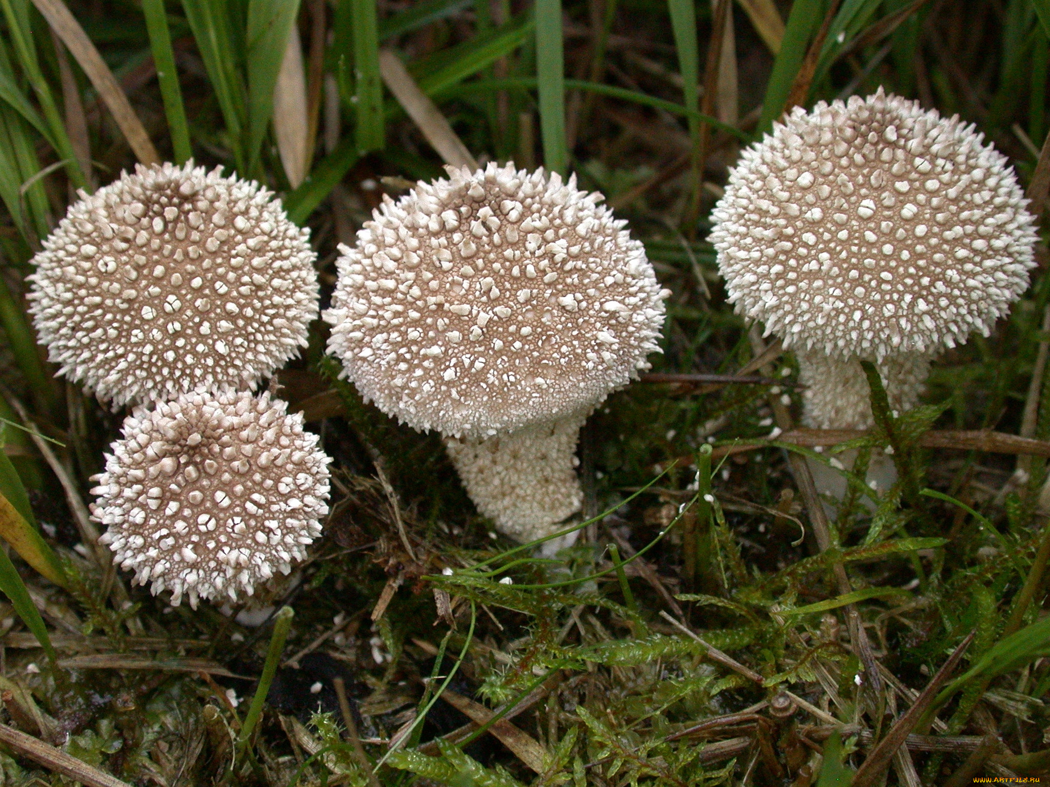 природа, грибы, лес