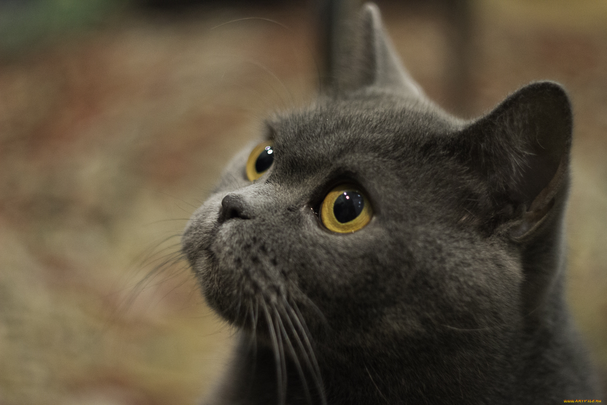 животные, коты, голова