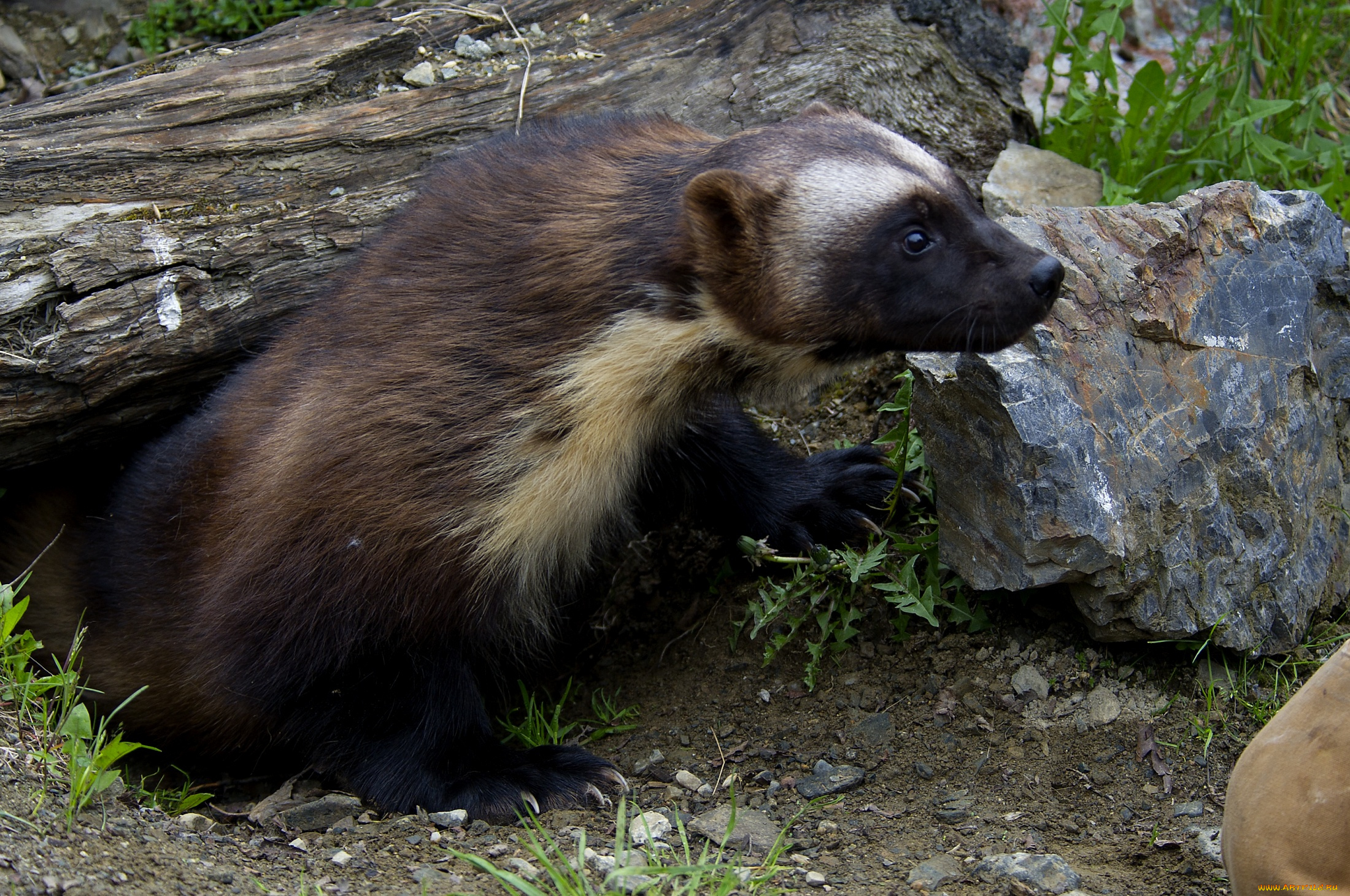 животные, росомахи