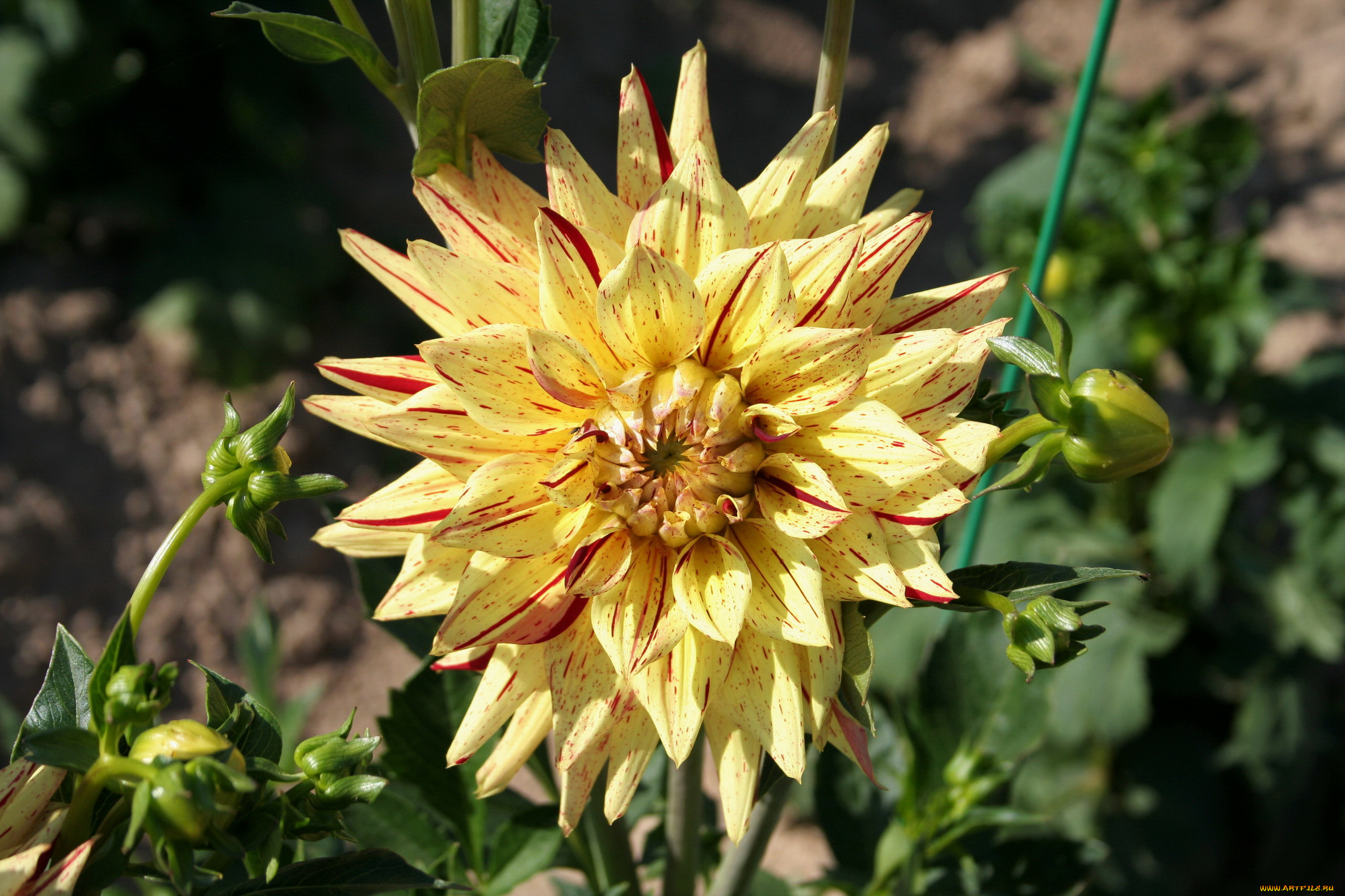 цветы, георгины