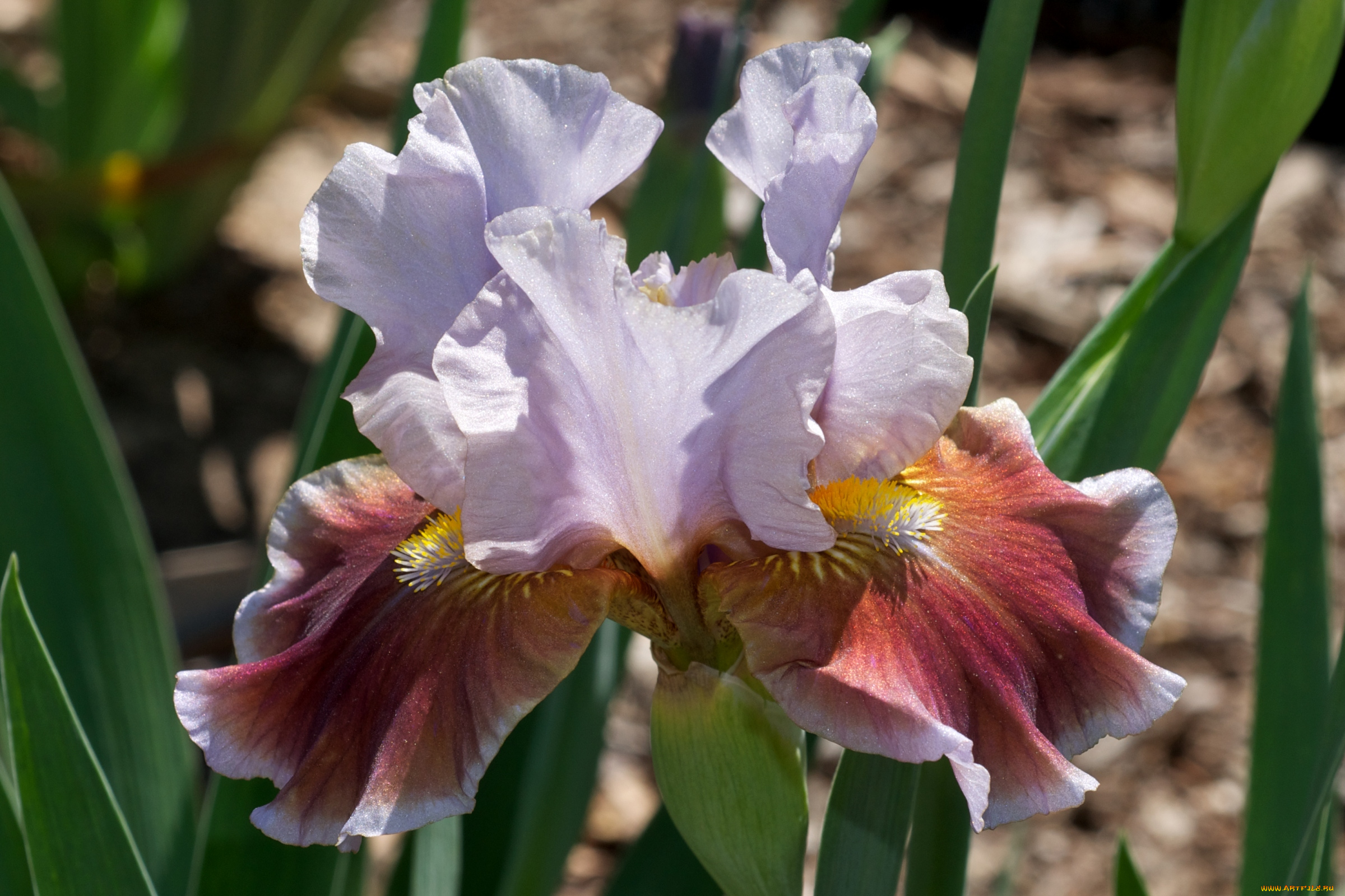 цветы, ирисы, лепестки