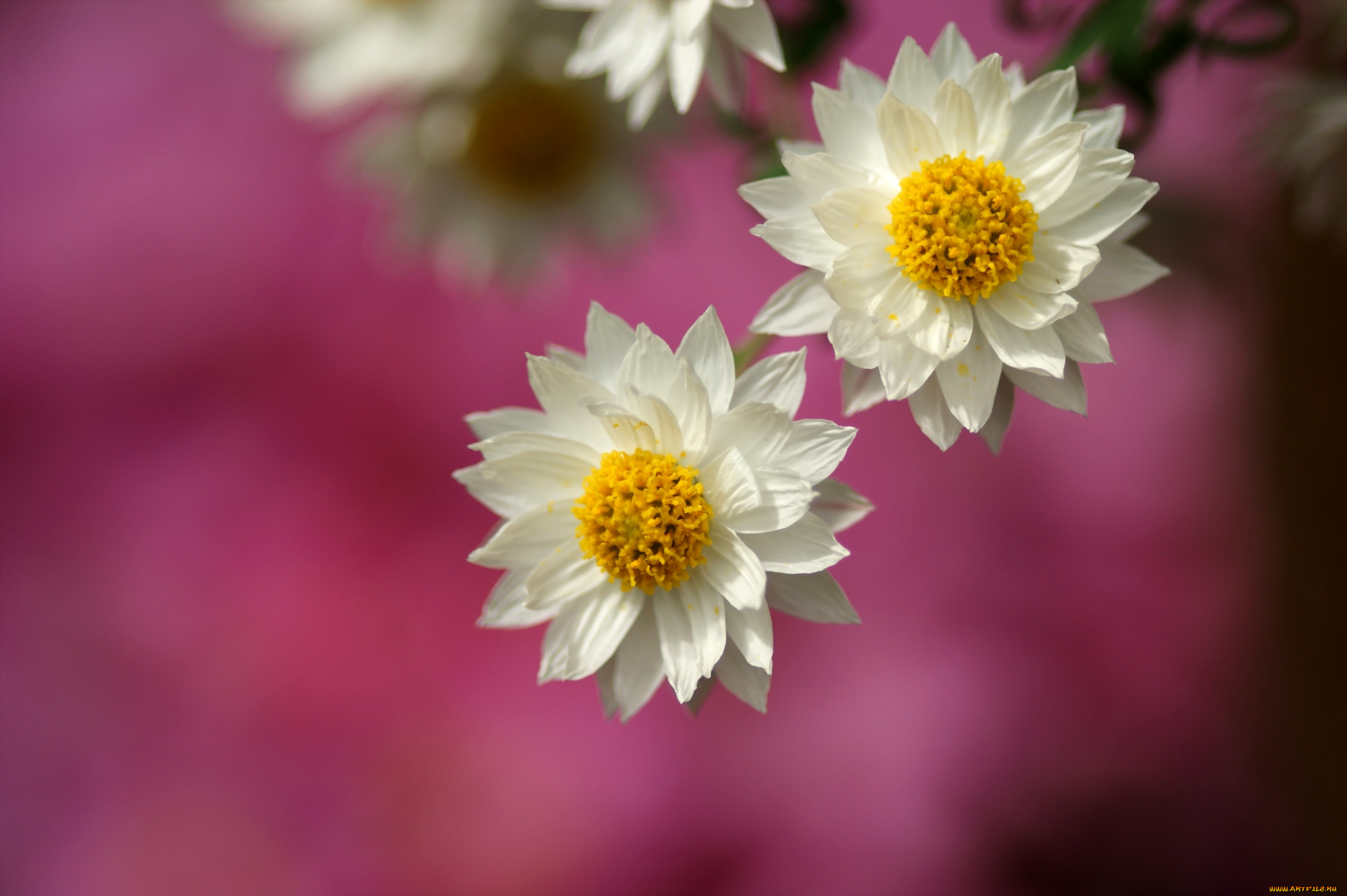 цветы, звездочки, белый