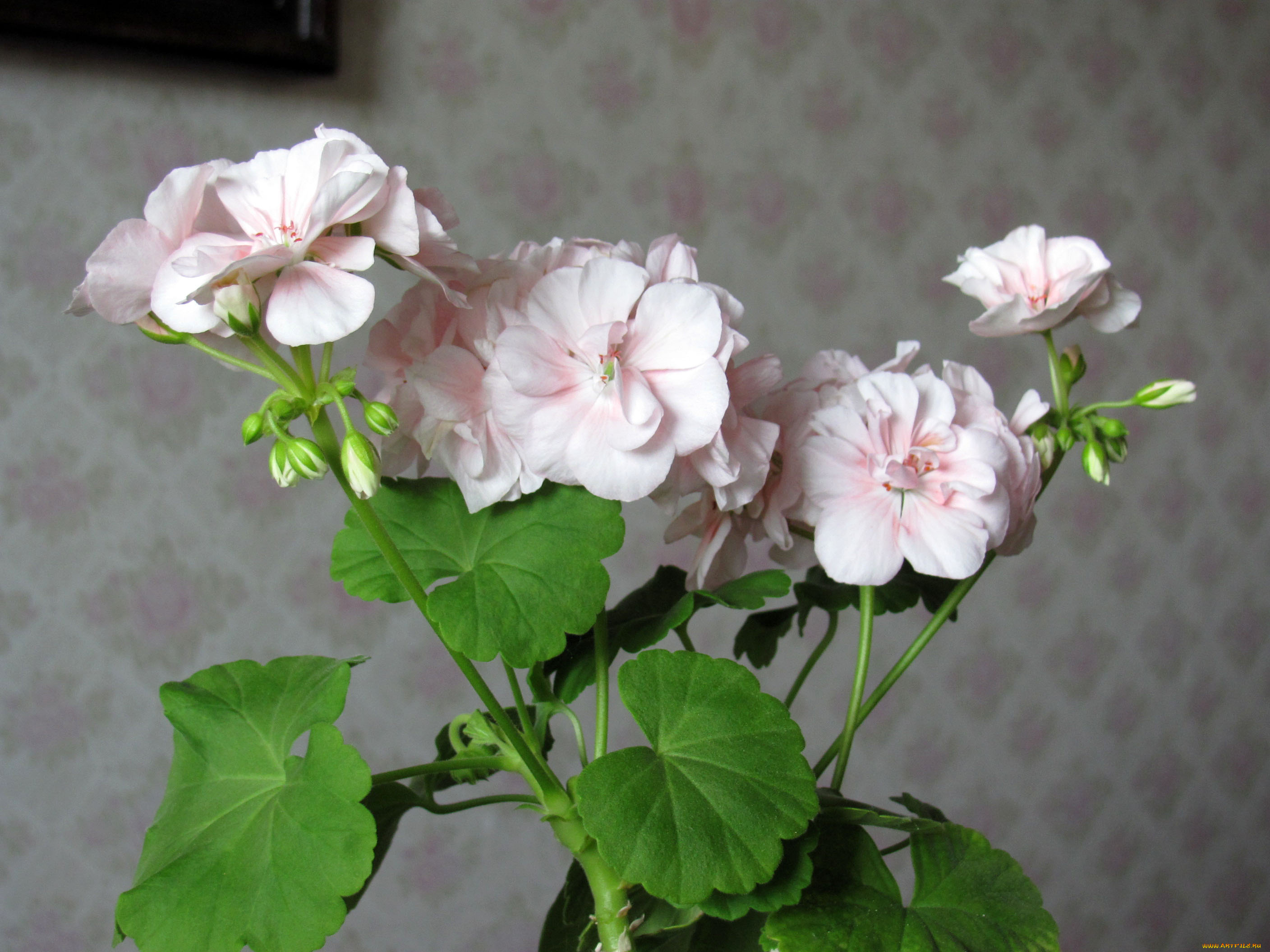 цветы, герань, розовый