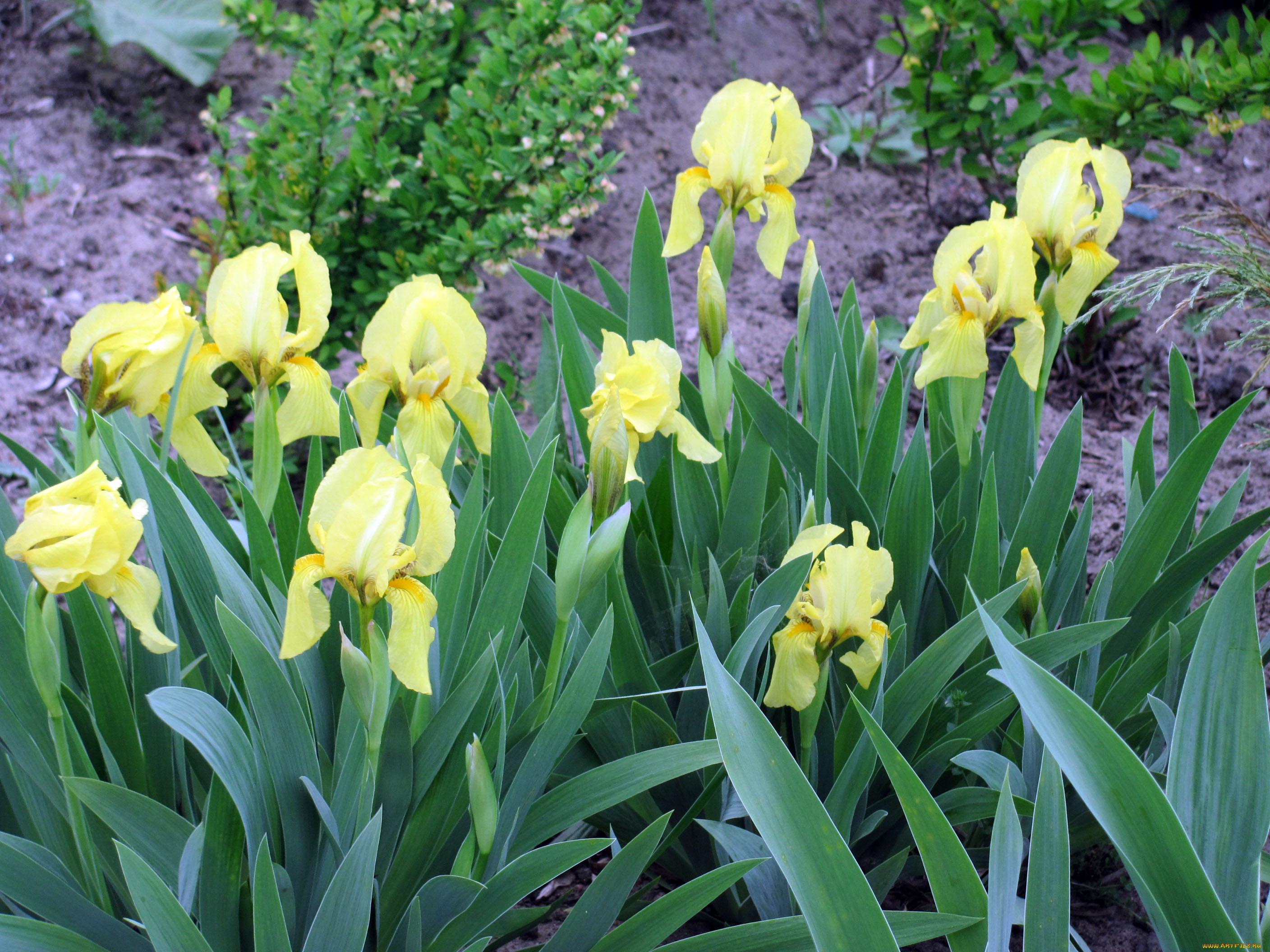 цветы, ирисы, зеленый, желтый