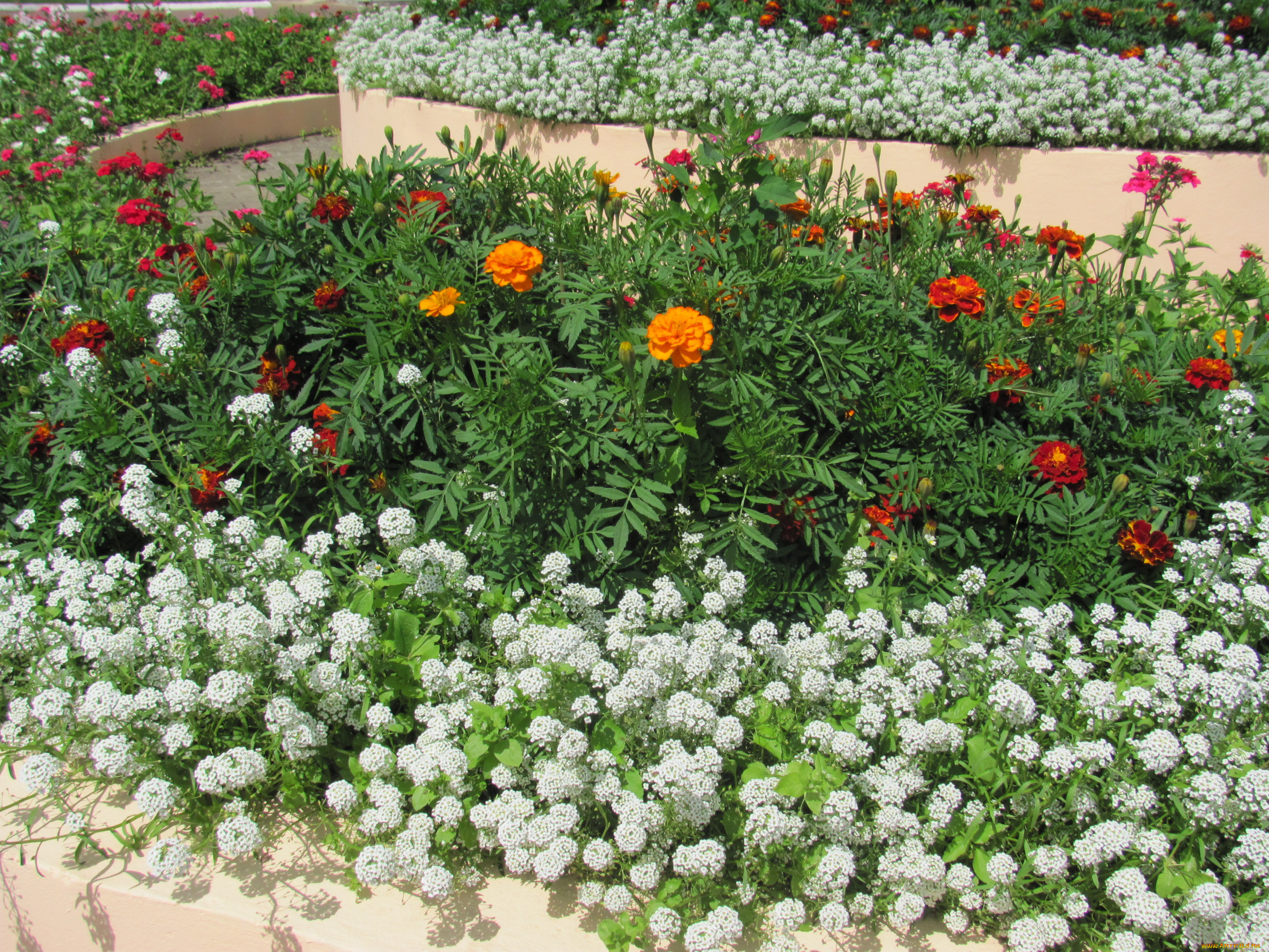 цветы, разные, вместе, белый, оранжевый, красный