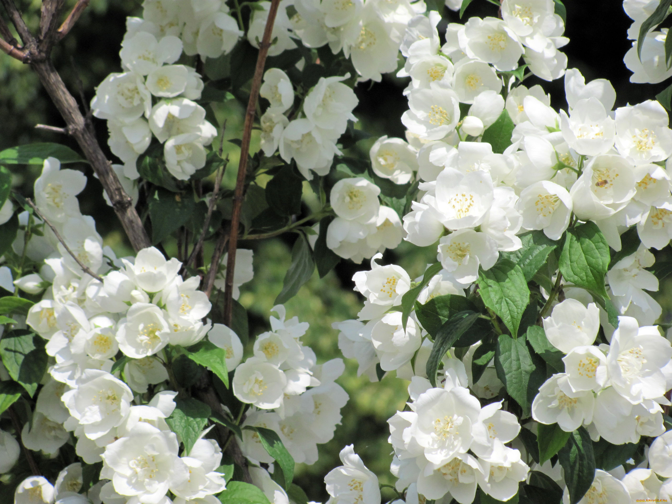 цветы, жасмин, белый