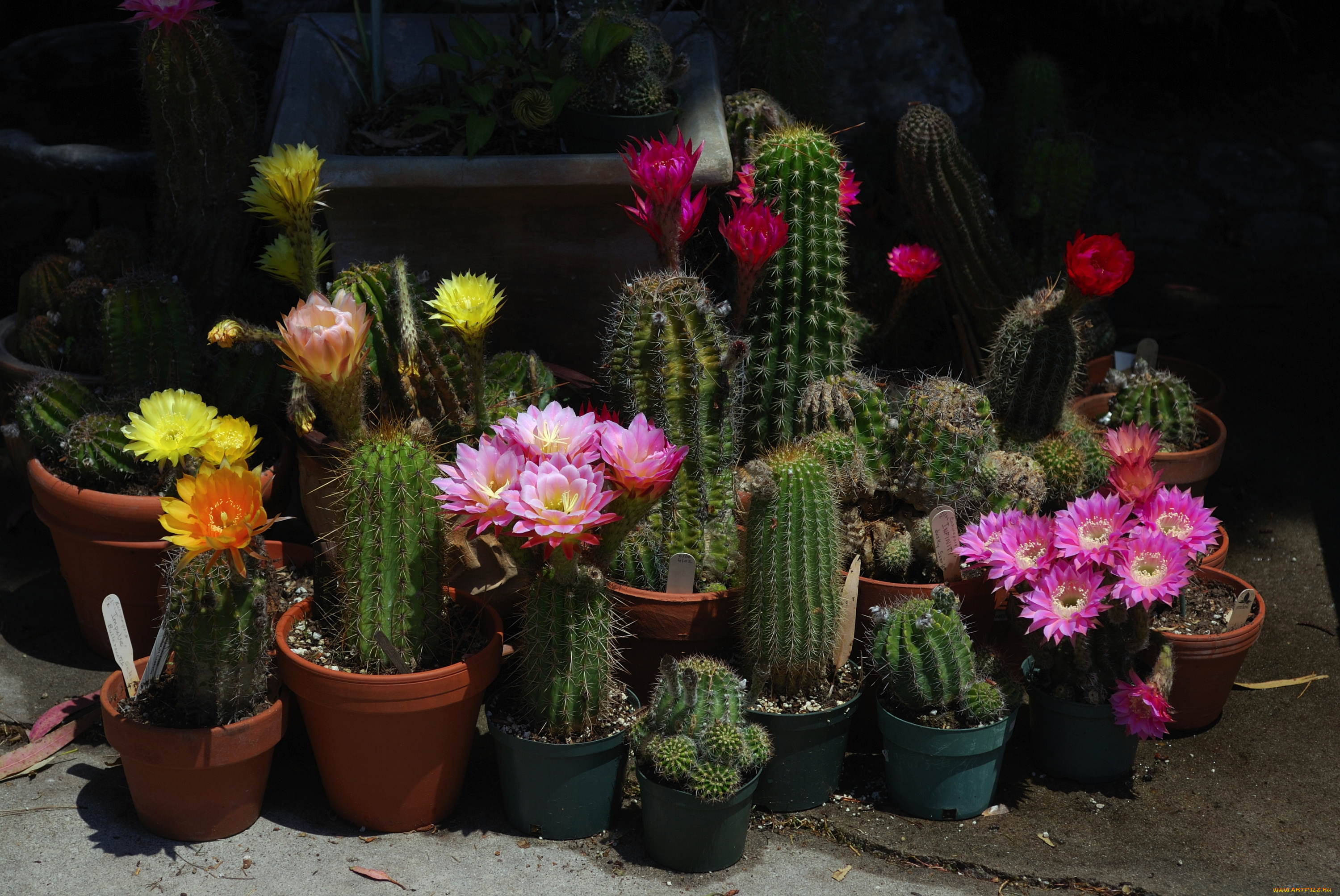 цветы, кактусы, цветение