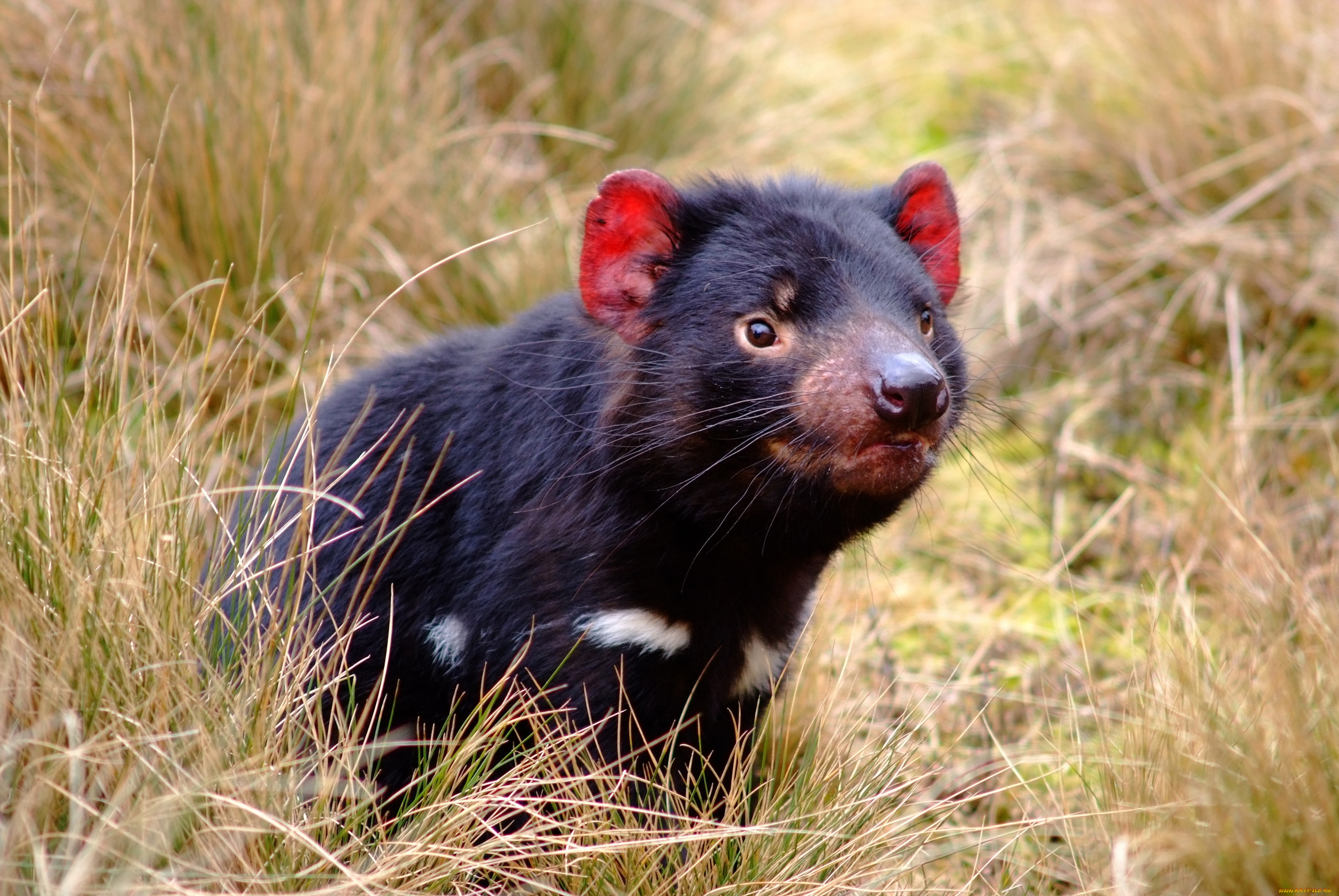 животные, тасманийский, дьявол, сумчатый, черт