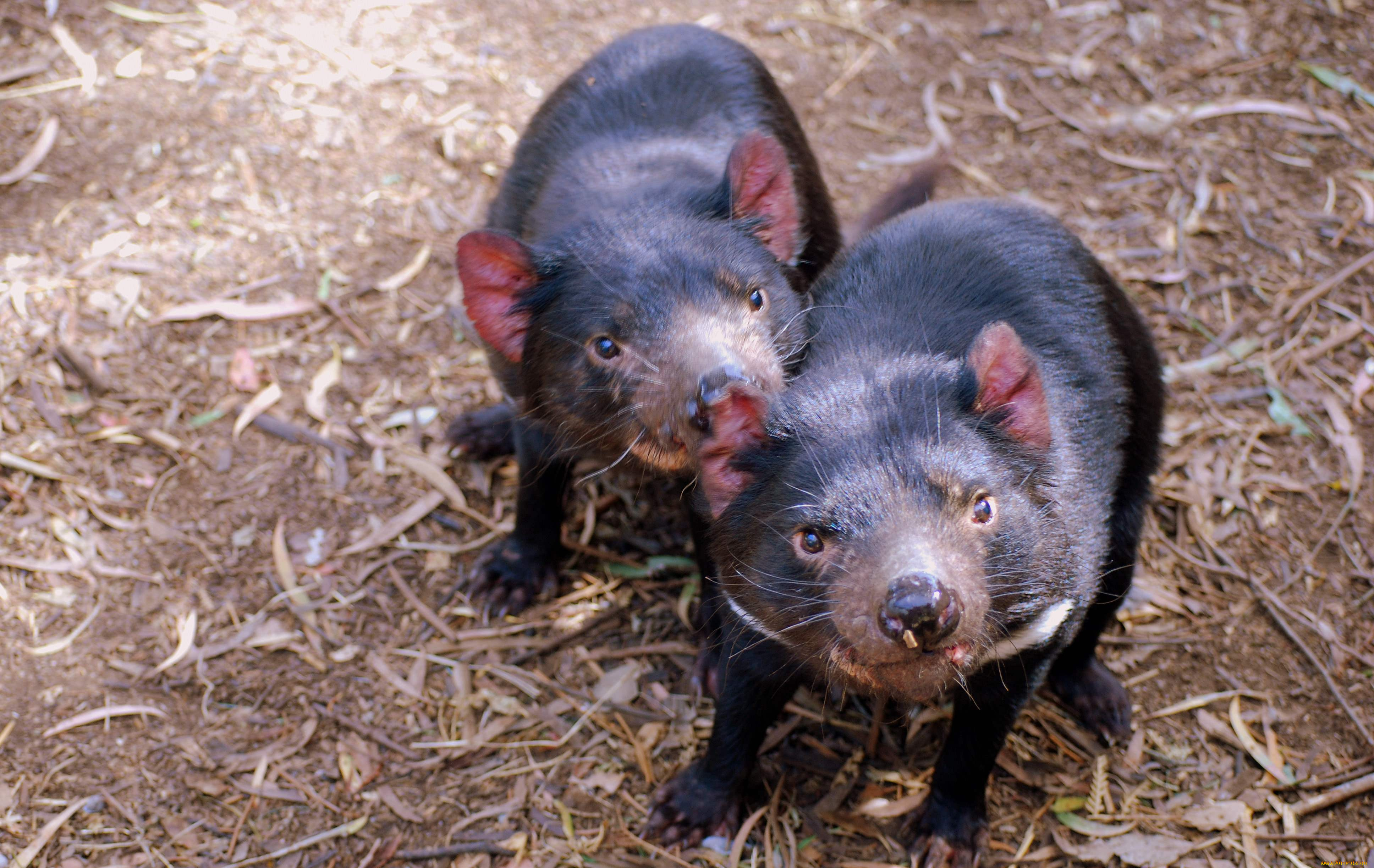 животные, тасманийский, дьявол, сумчатый, черт