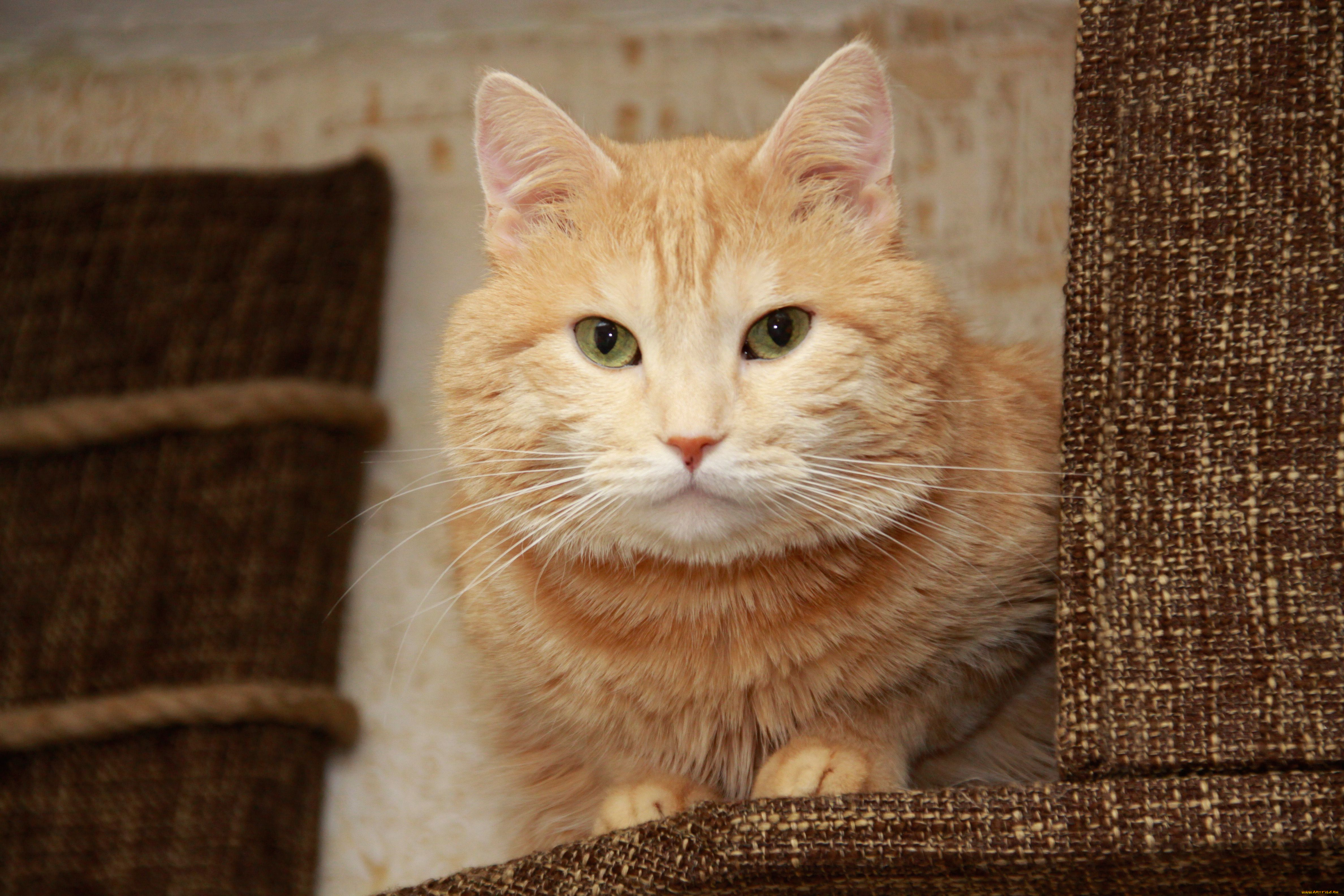 животные, коты, рыжий, кот