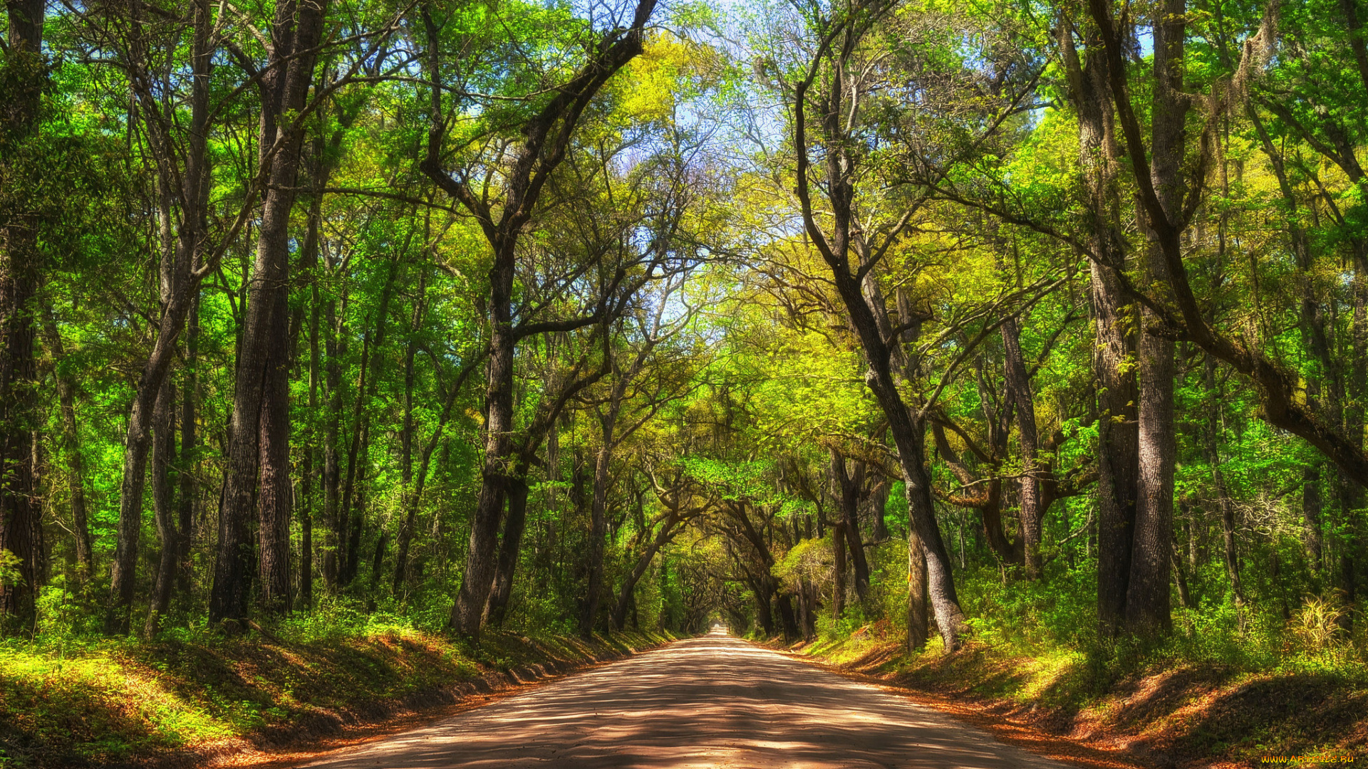 природа, дороги, дорога, лес