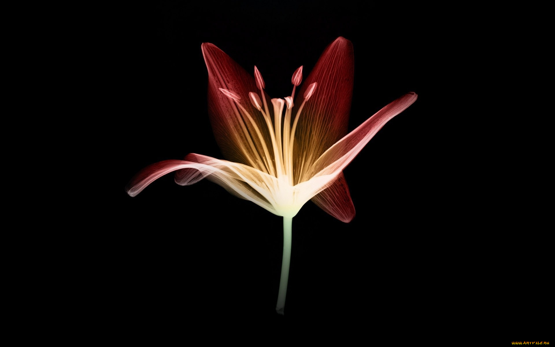 разное, кости, , рентген, лепестки