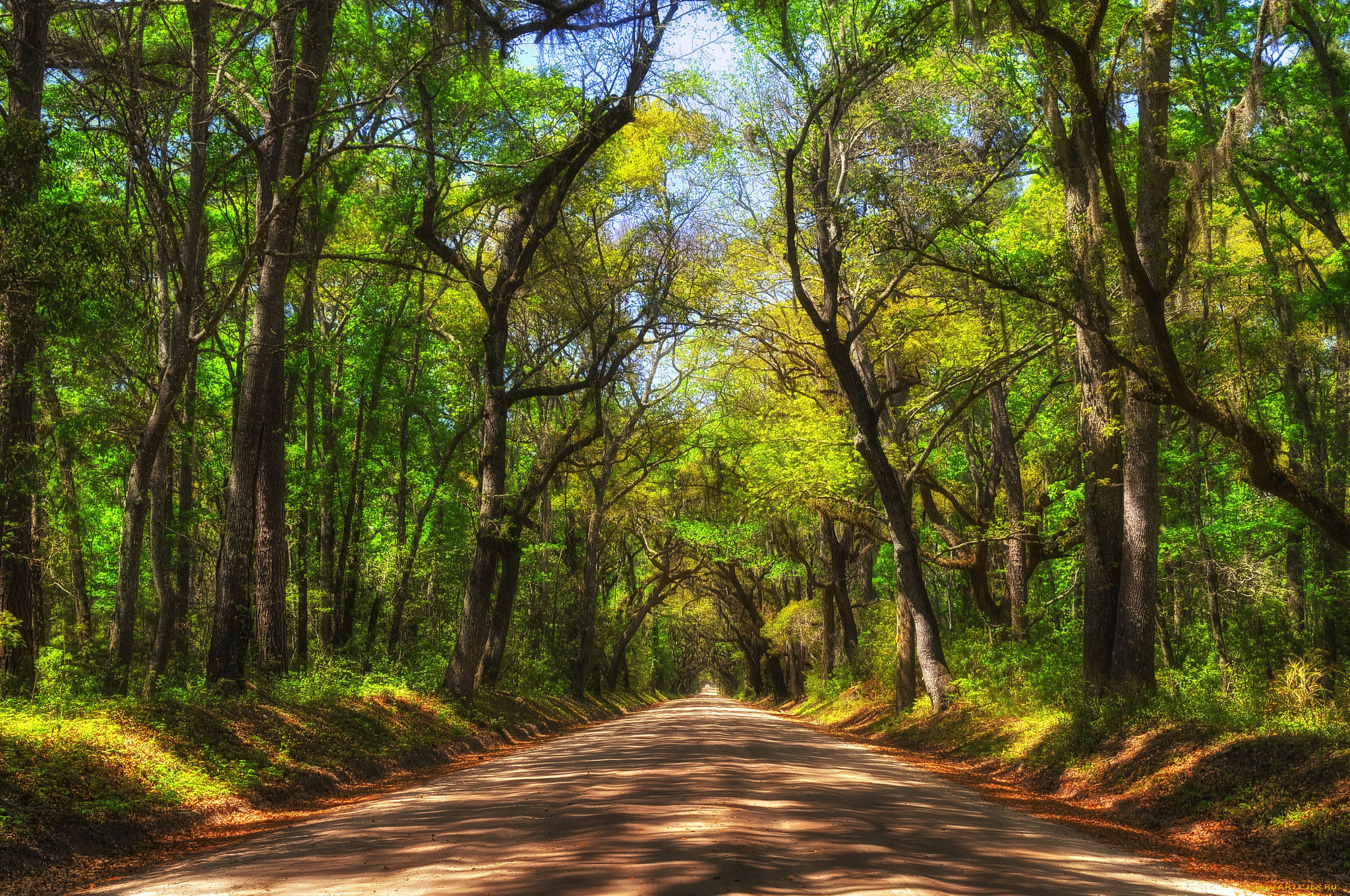 природа, дороги, дорога, лес