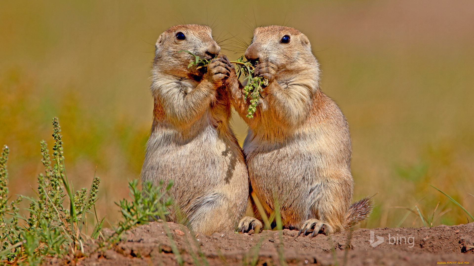 животные, хорьки, , куницы, , горностаи, , ласки, , соболи, природа, грызуны, сша, чернохвостая, луговая, собачка, wind, cave, national, park, южная, дакота