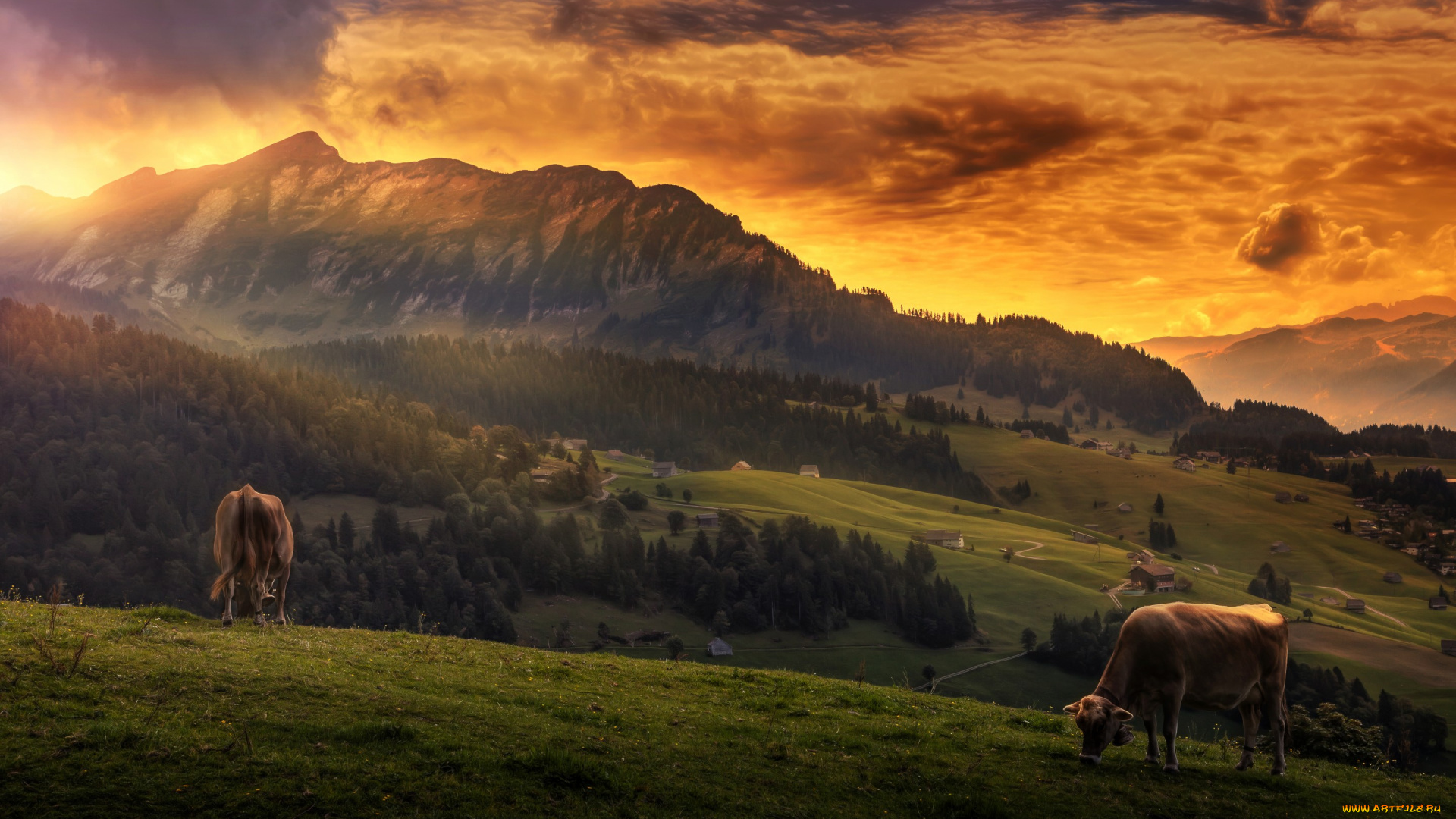 животные, коровы, , буйволы, вид, обработка, пейзаж, горы, облака, небо, idyll