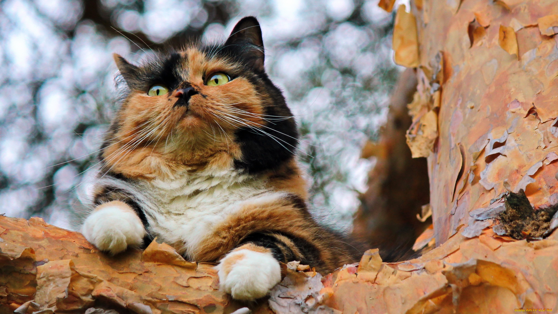 животные, коты, кошка, боке, взгляд, фон, дерево