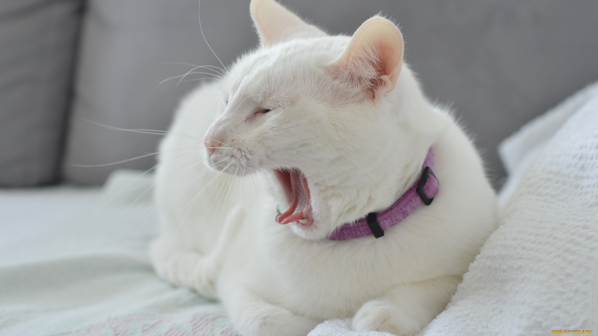 животные, коты, уют, дом, кошка