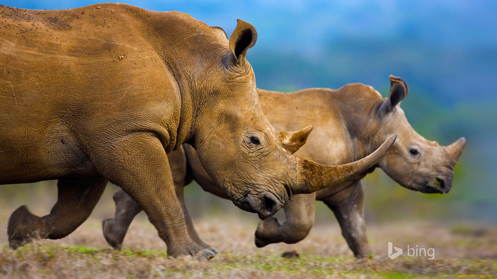 животные, носороги