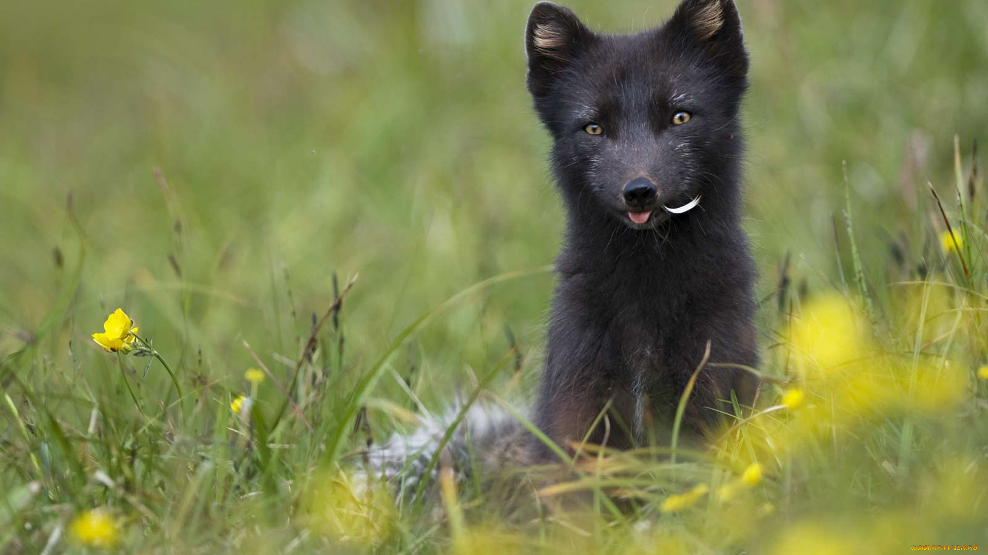 животные, песцы, песец, язык, цветы, трава, луг, перо