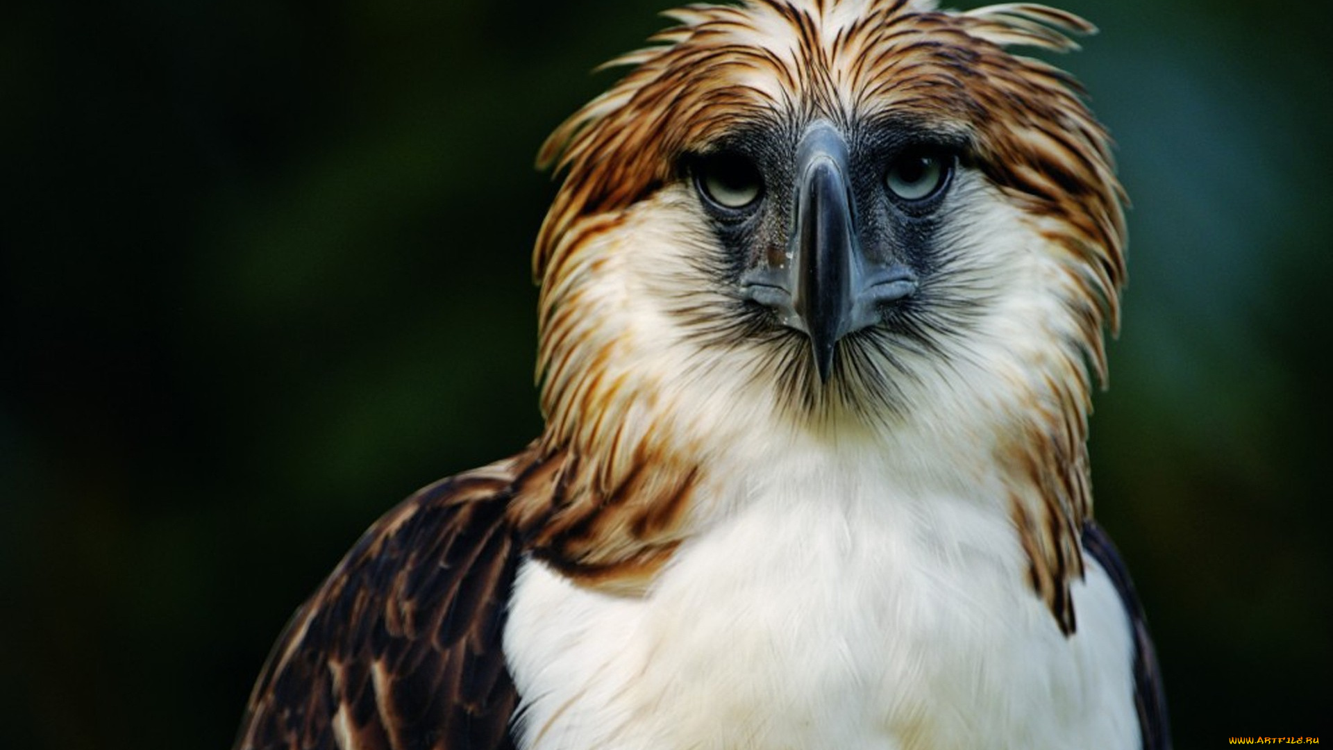 животные, птицы, -, хищники, птица, перья, клюв, взгляд, хищник