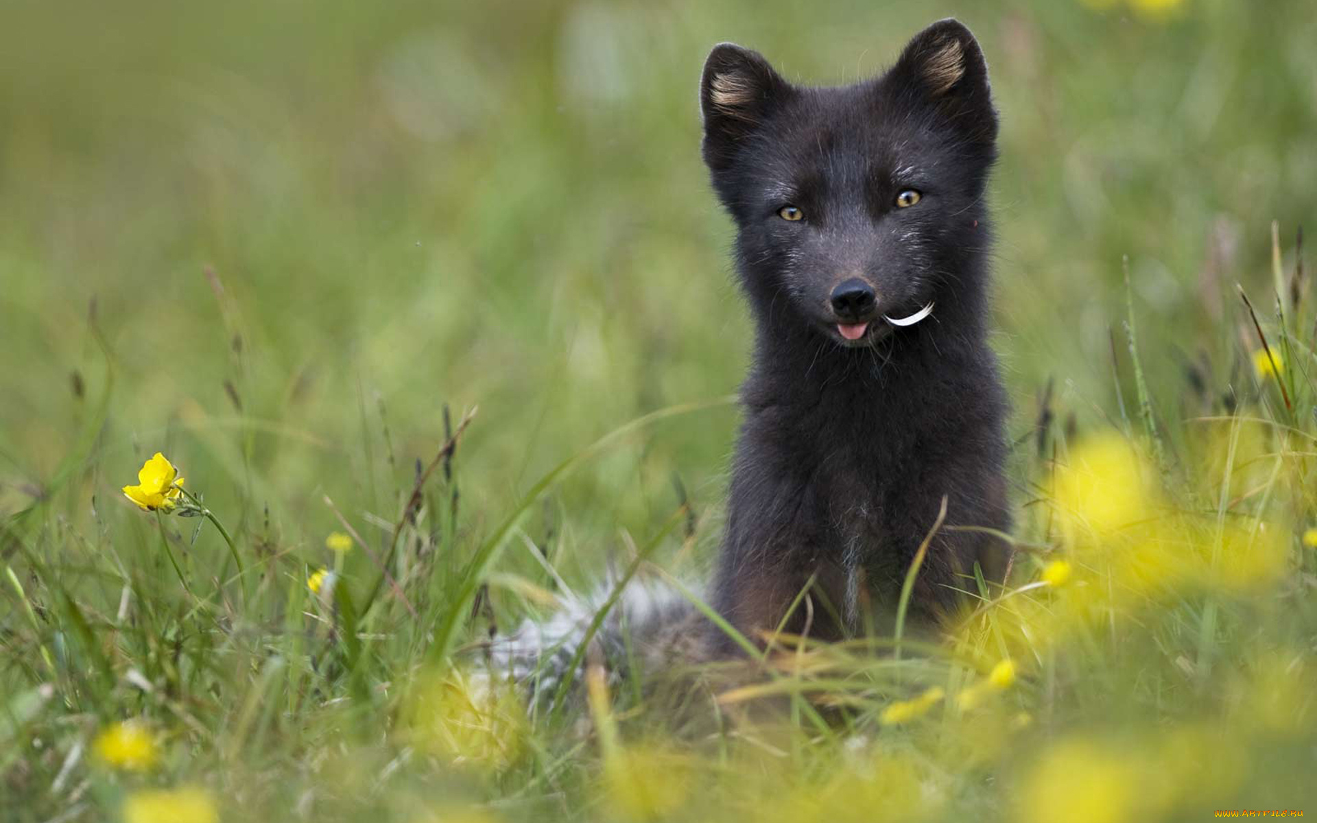 животные, песцы, песец, язык, цветы, трава, луг, перо