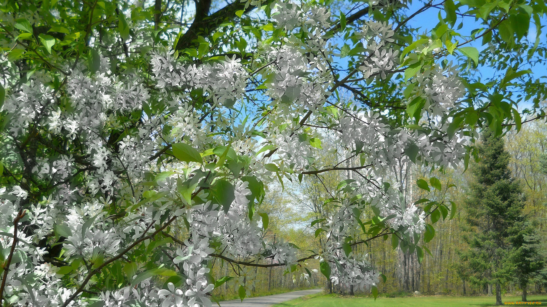 природа, деревья, крона, листья