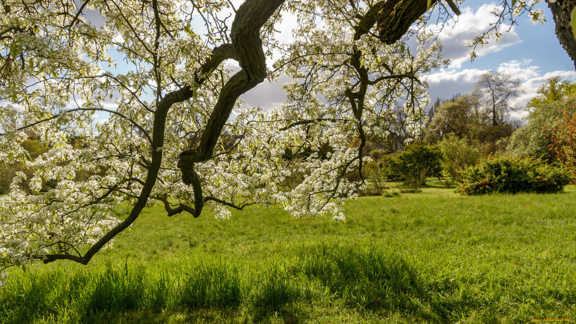 природа, лес, деревья