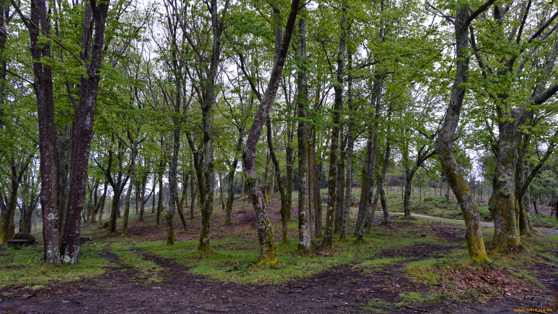 природа, лес, деревья