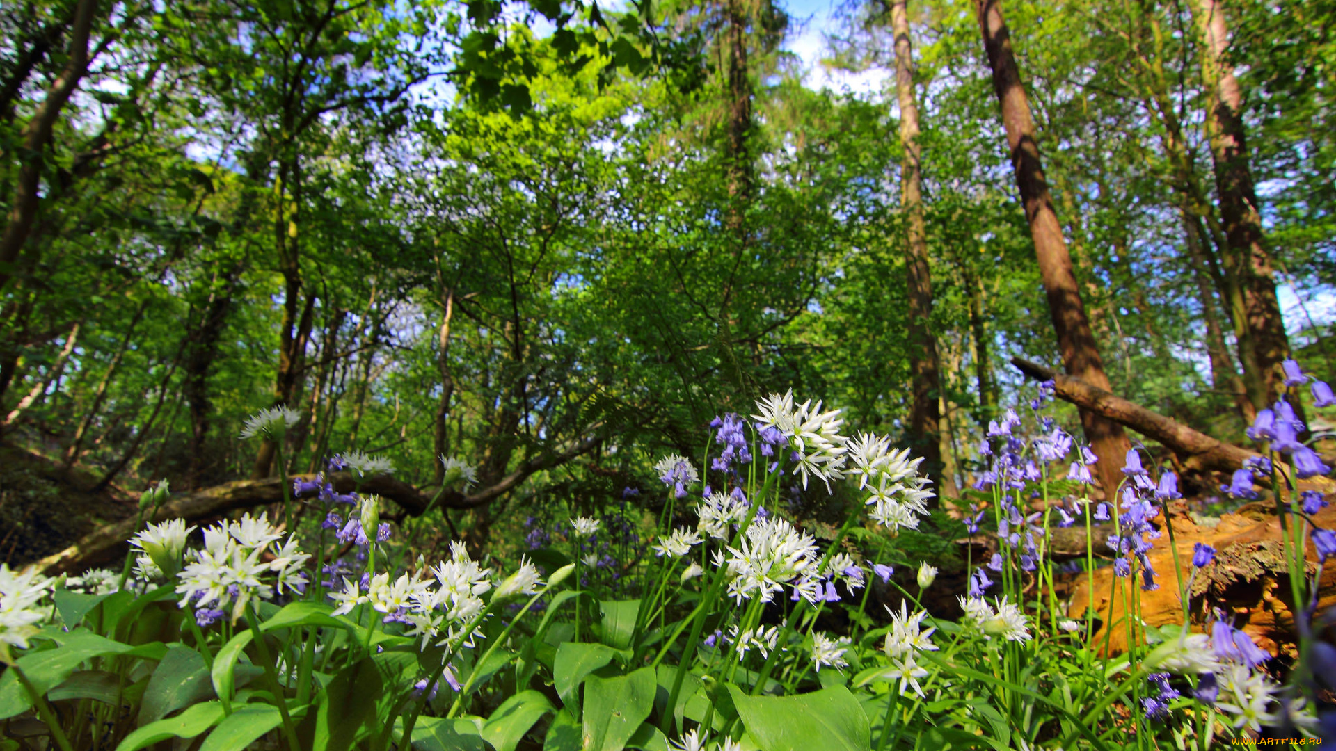 природа, лес, деревья