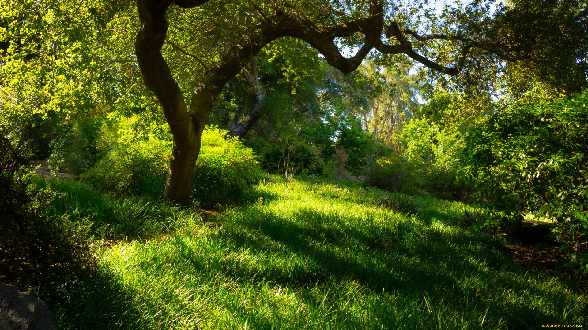 природа, лес, деревья