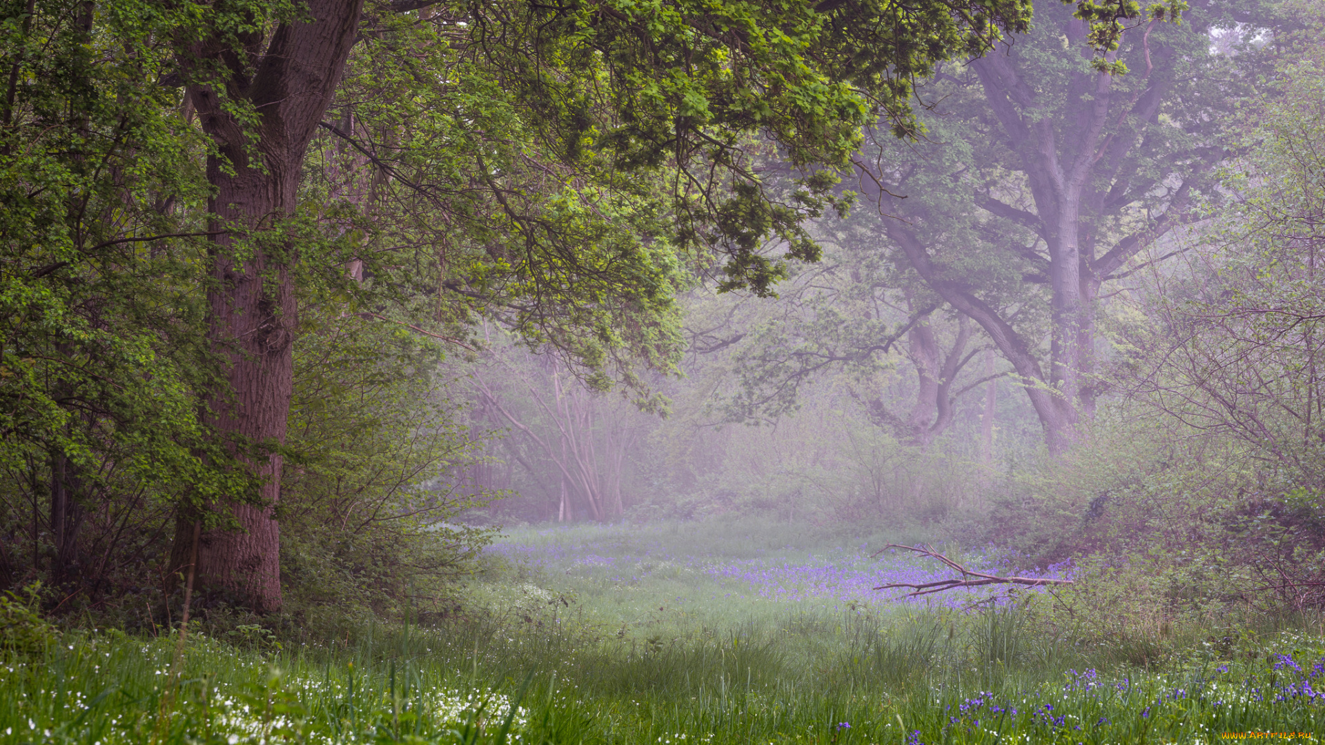 природа, лес, деревья