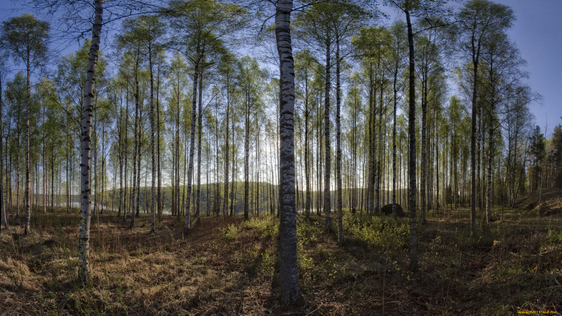 природа, лес, деревья