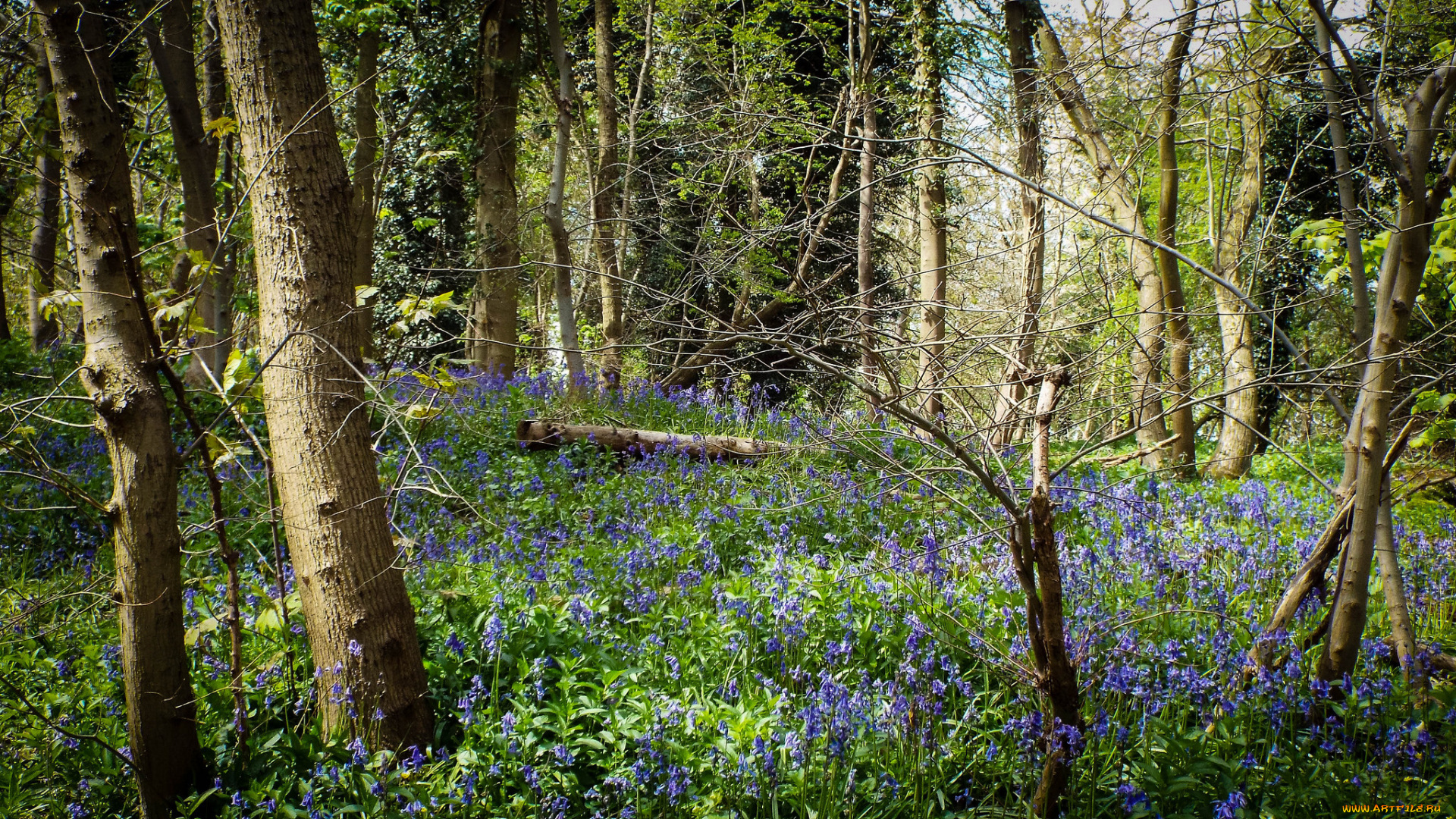 природа, лес, деревья