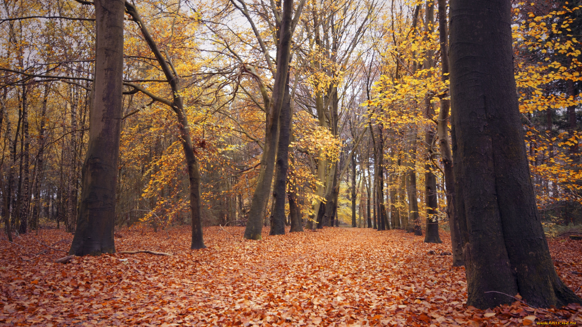 природа, лес, деревья