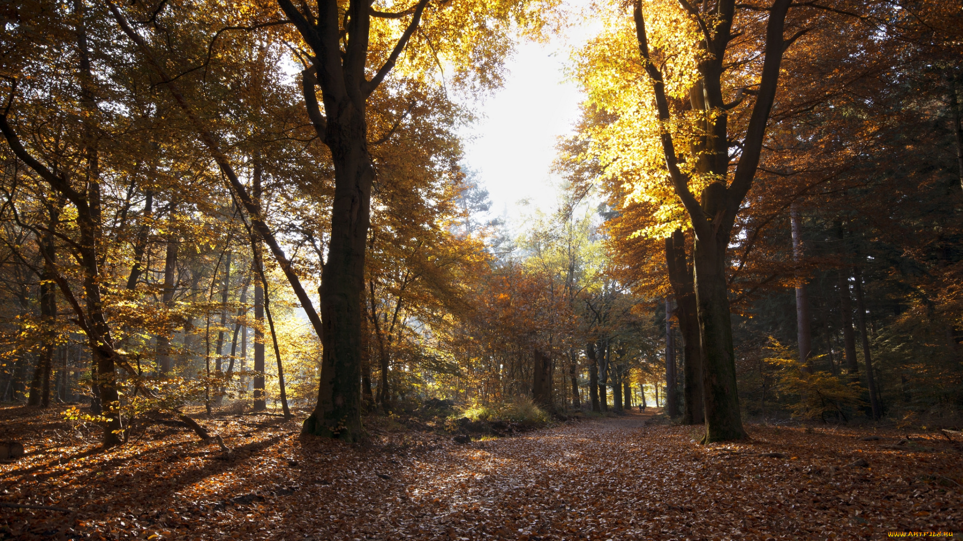 природа, лес, деревья