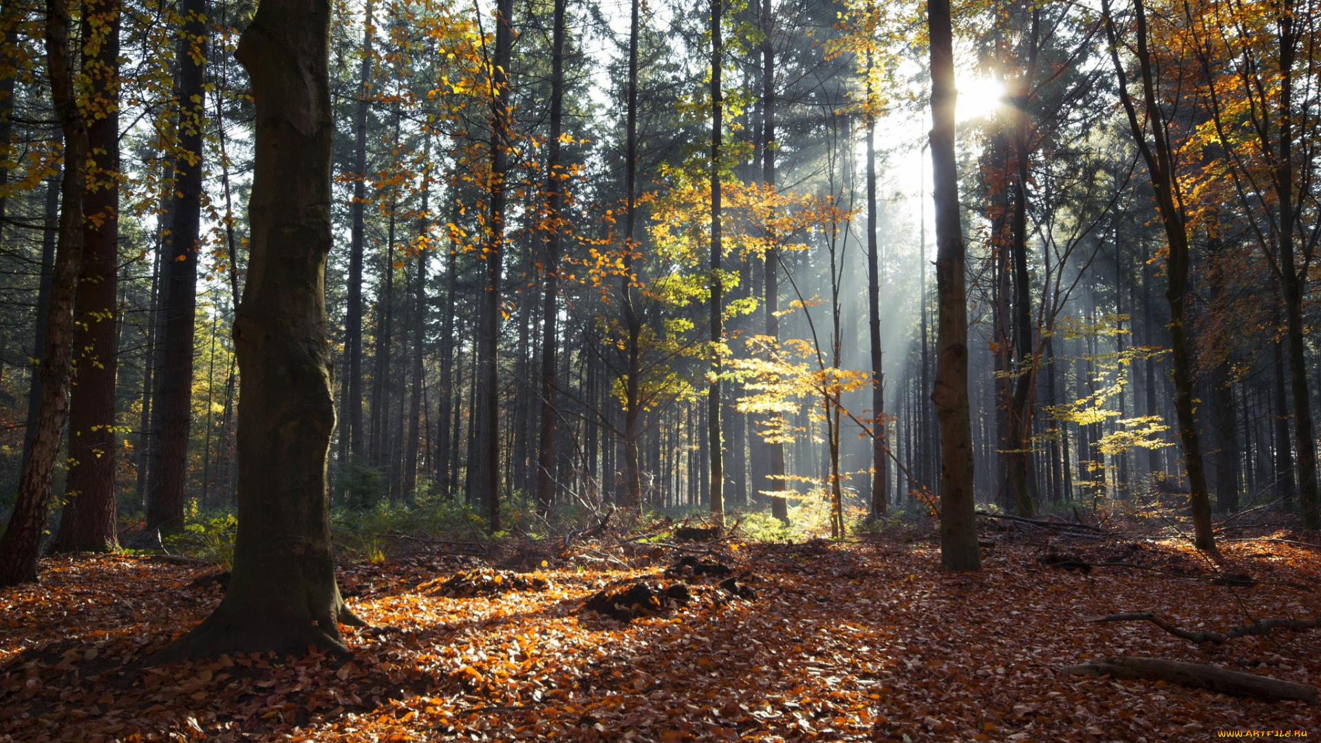 природа, лес, деревья