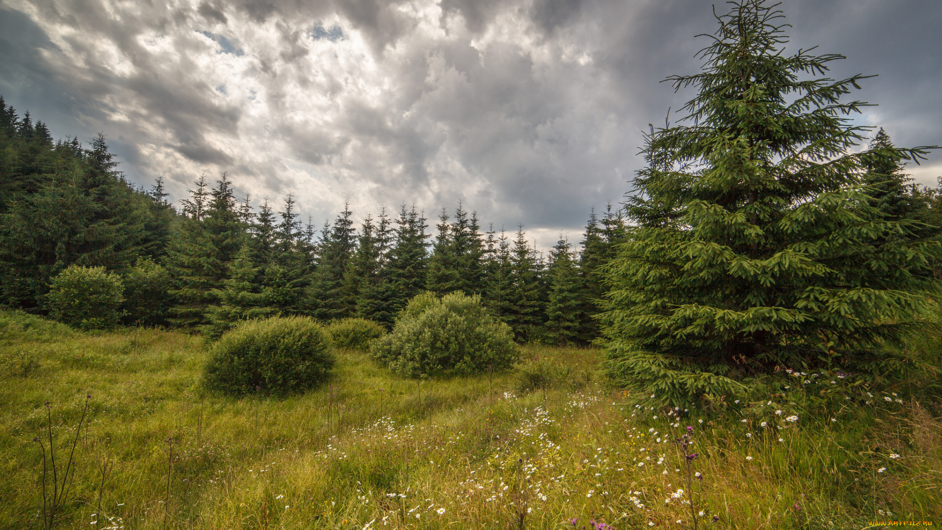 природа, лес, деревья