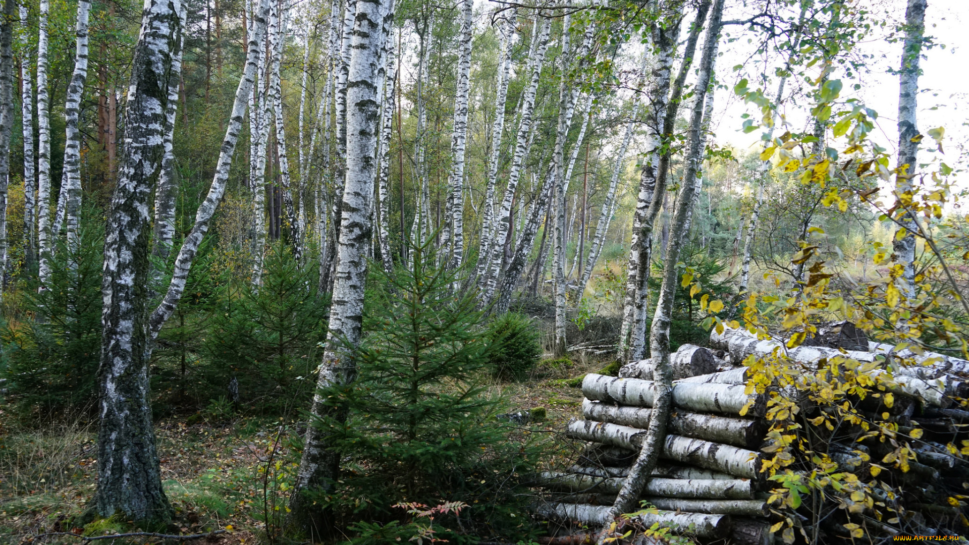природа, лес, деревья