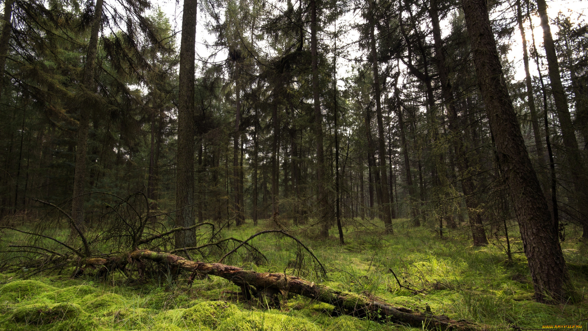 природа, лес, деревья