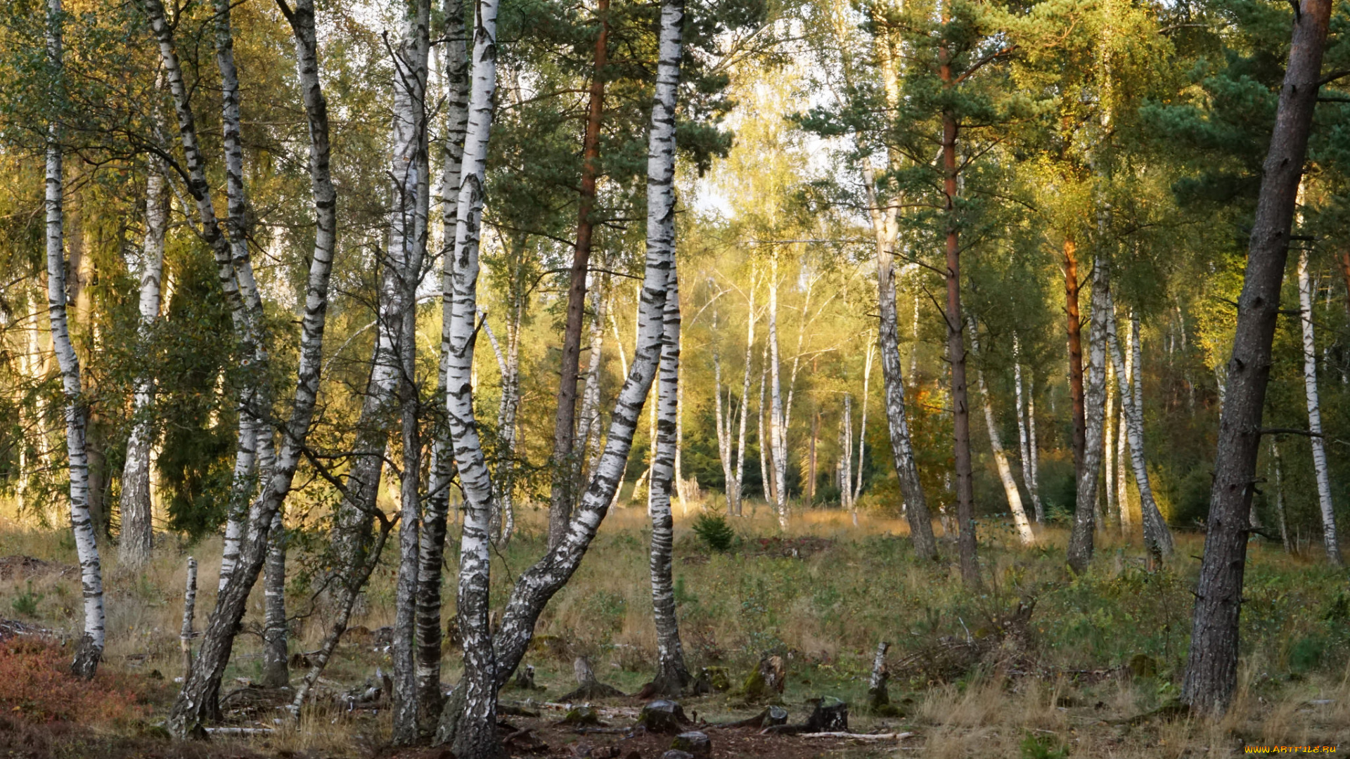 природа, лес, деревья