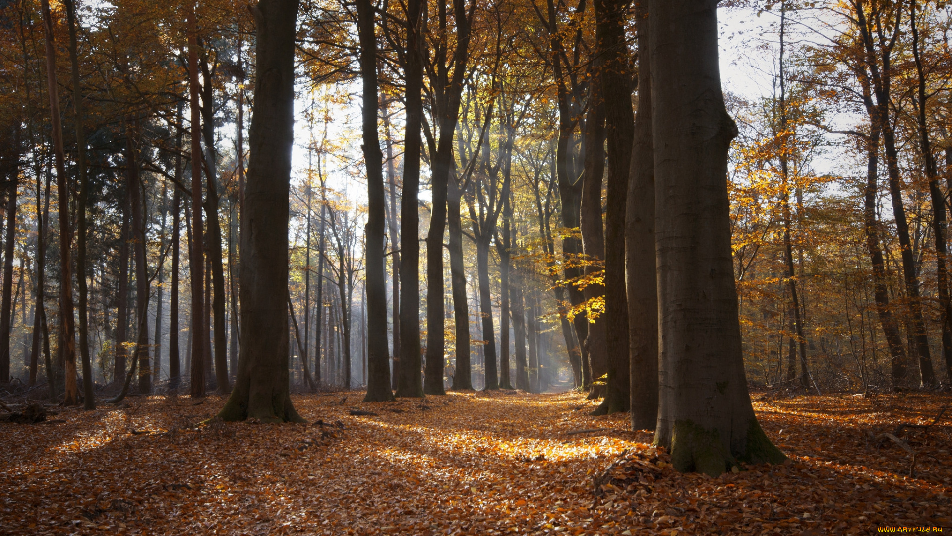 природа, лес, деревья