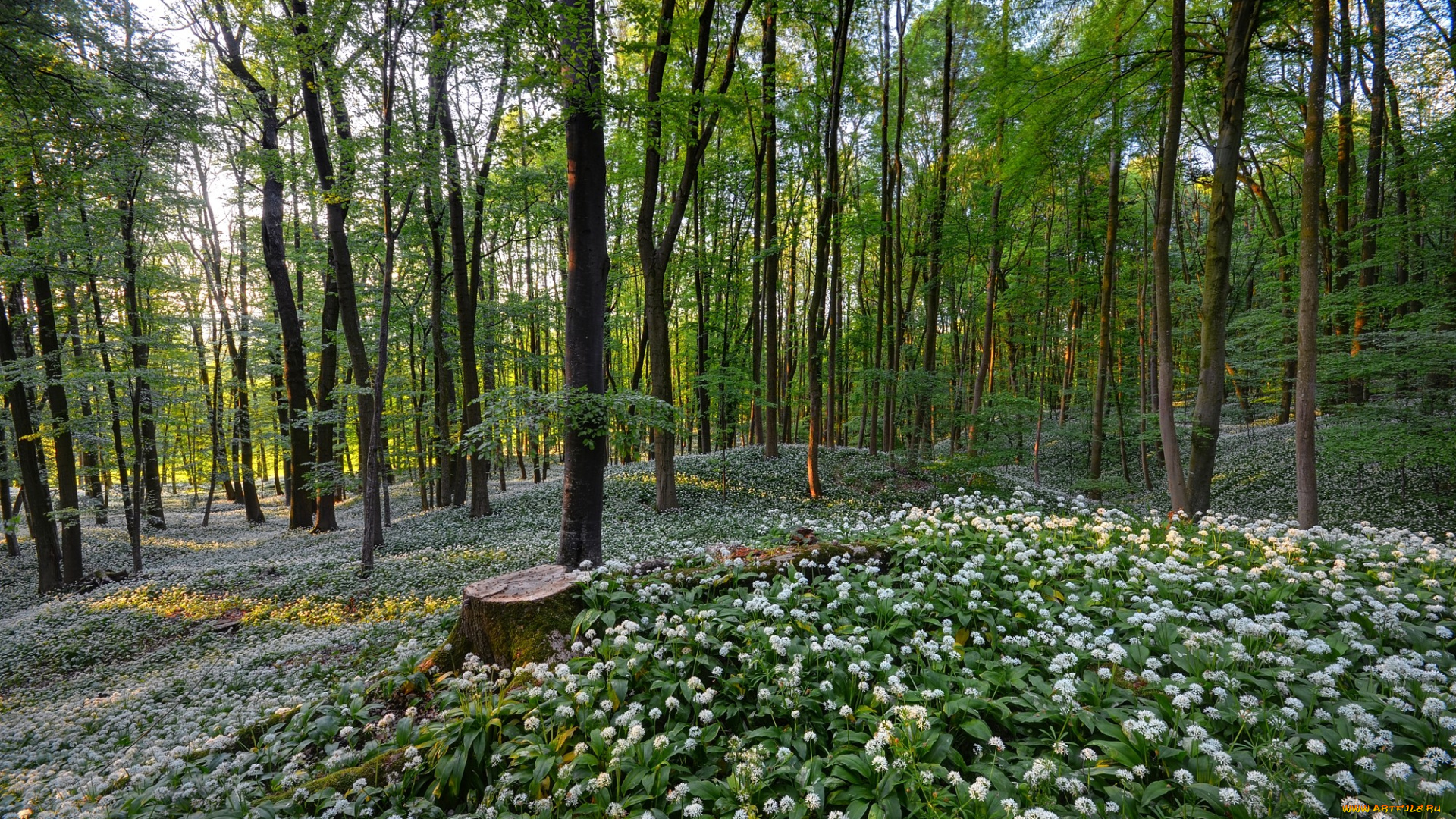 природа, лес, деревья